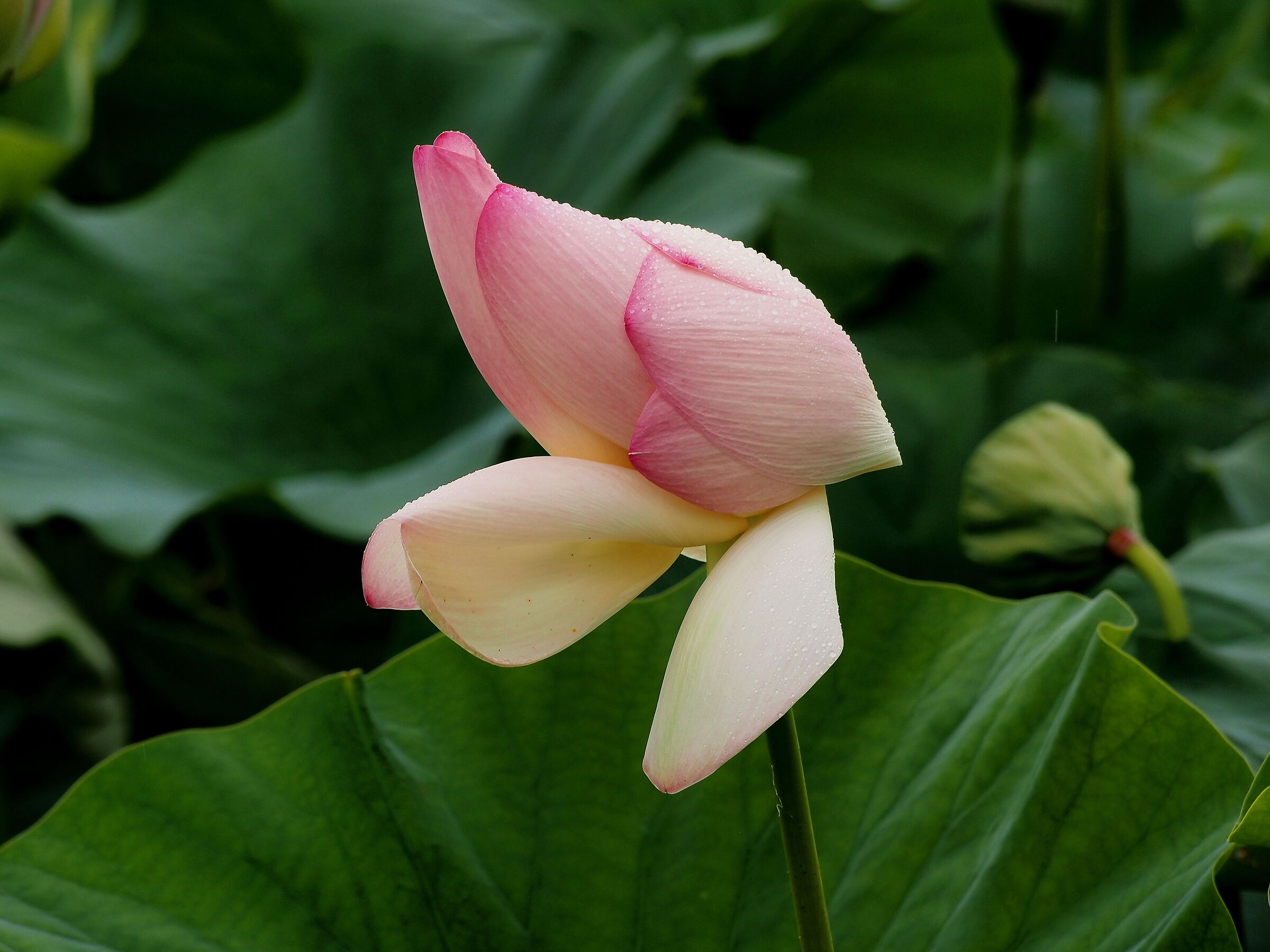loto flower...