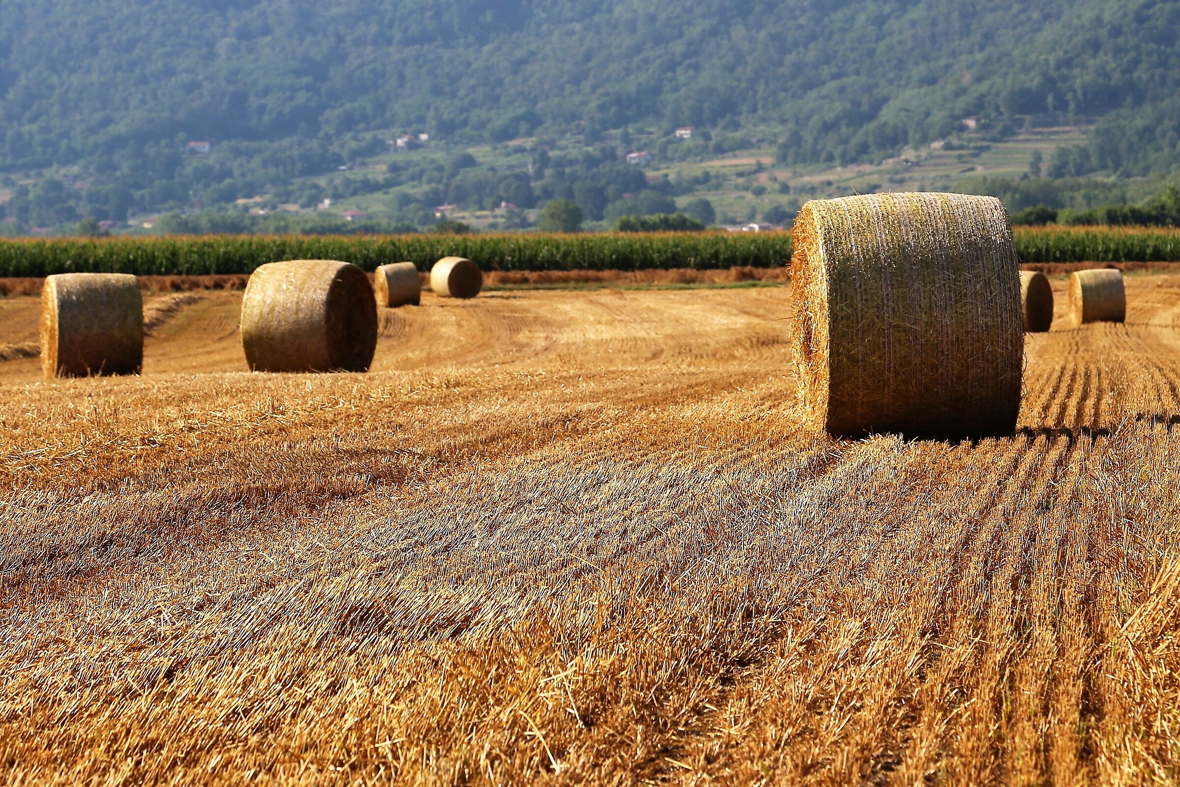 bales -1 ...