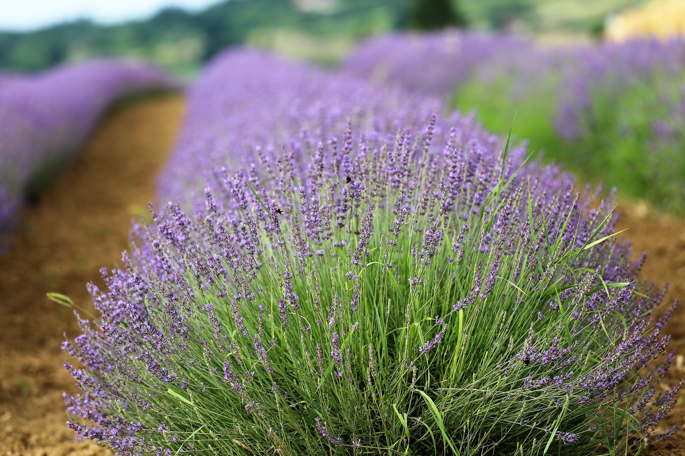 lavender ...