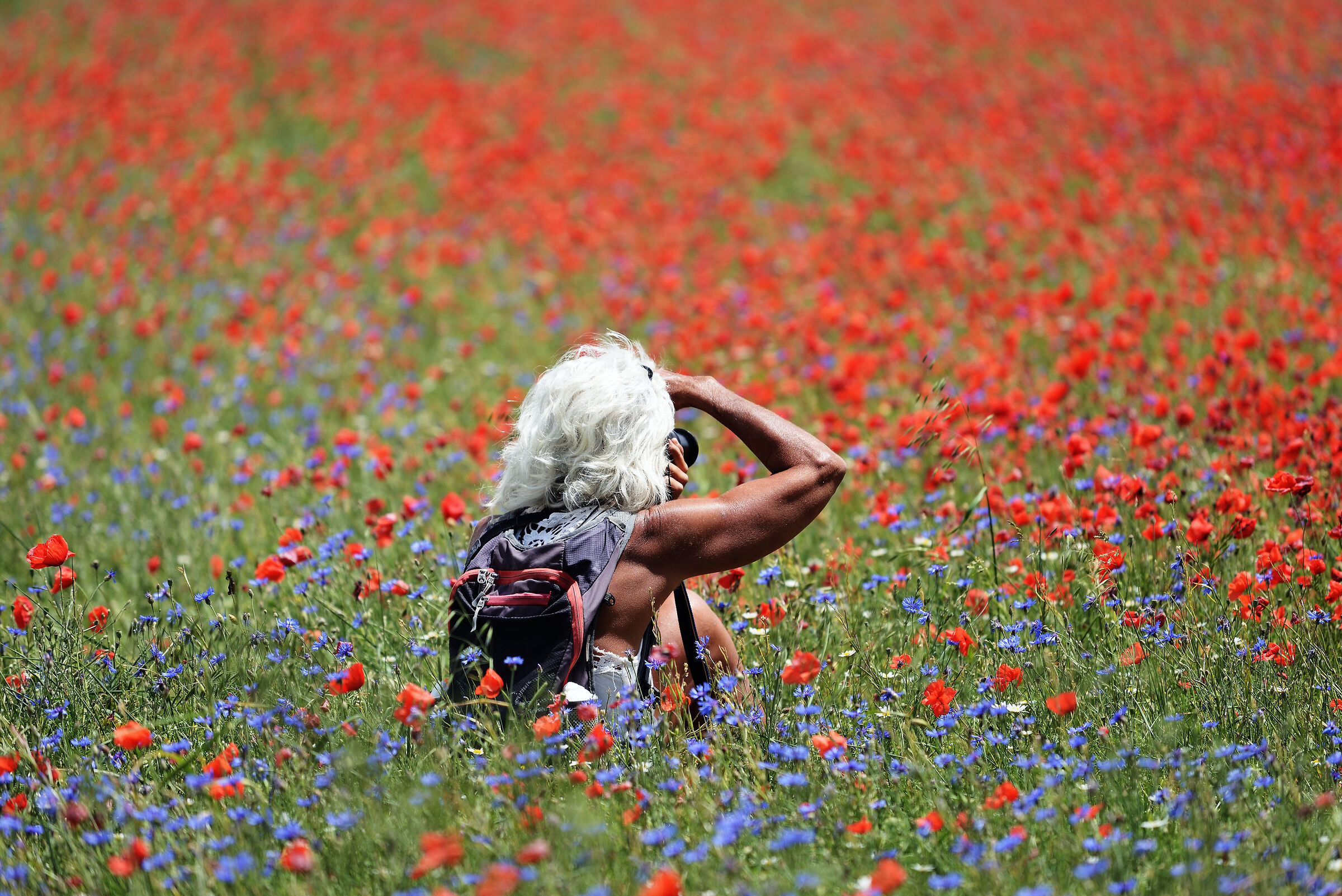 Fotografa in campo fiorito...