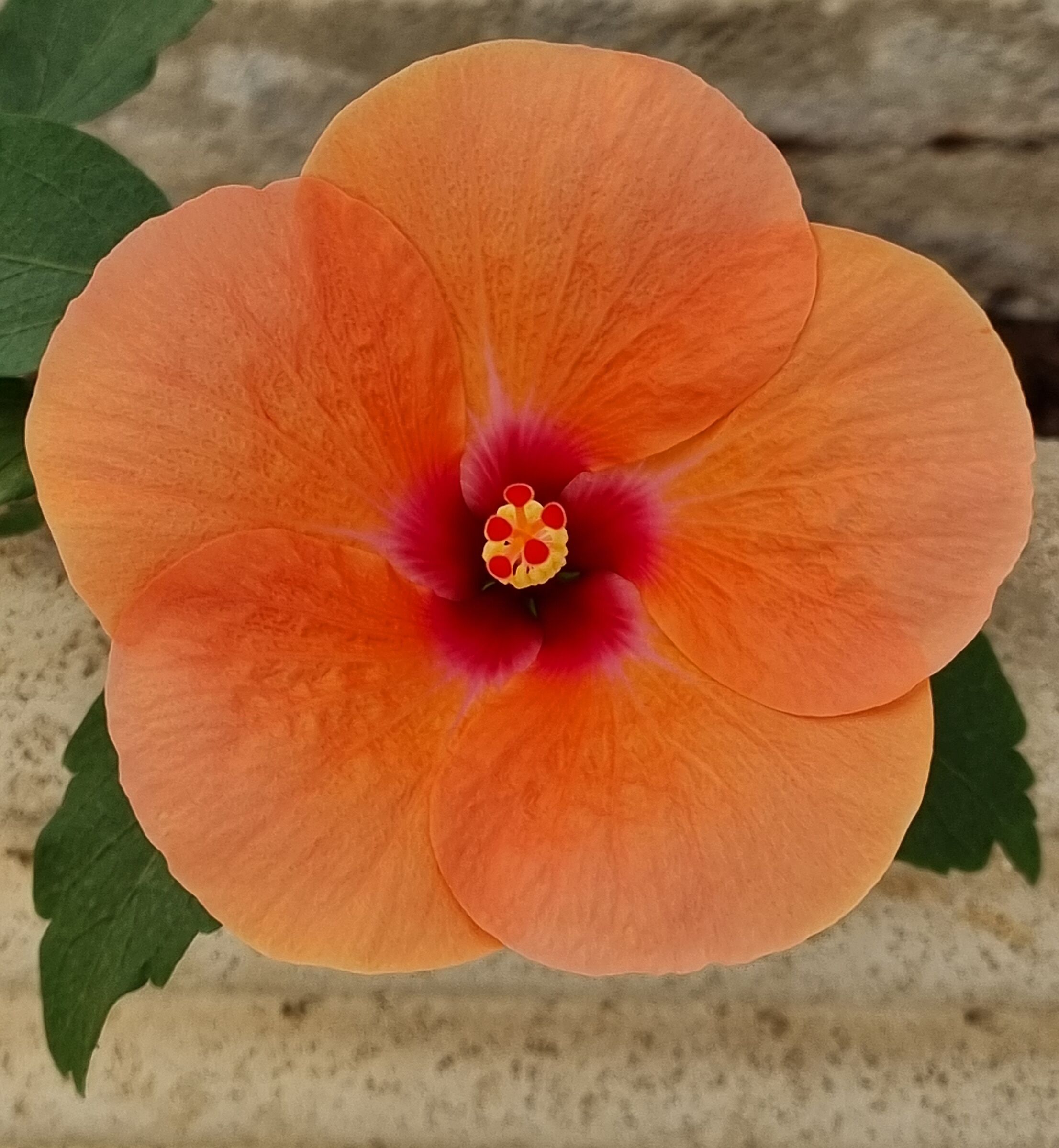 Orange Hibiscus flower...