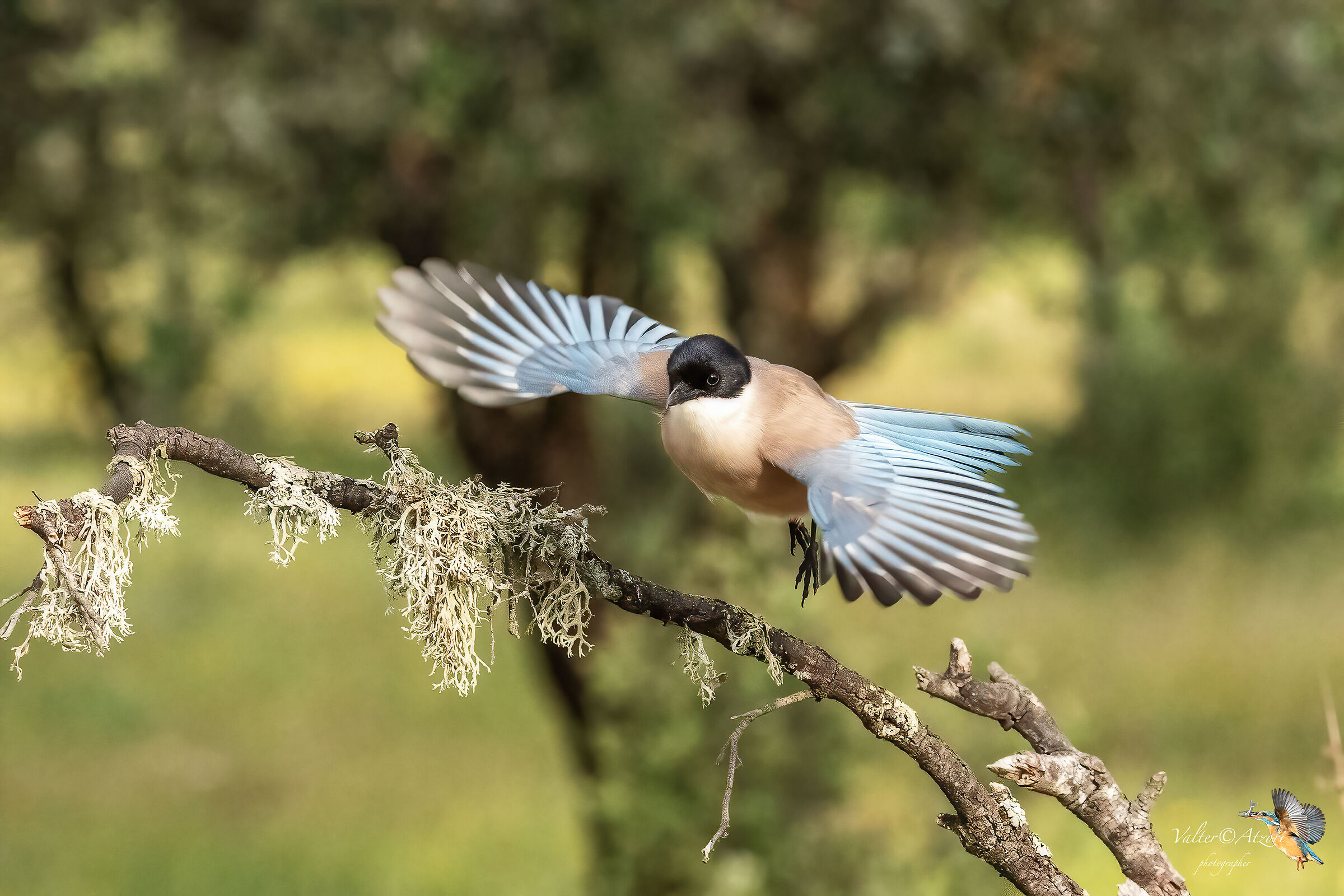 Blue Magpie in flight...