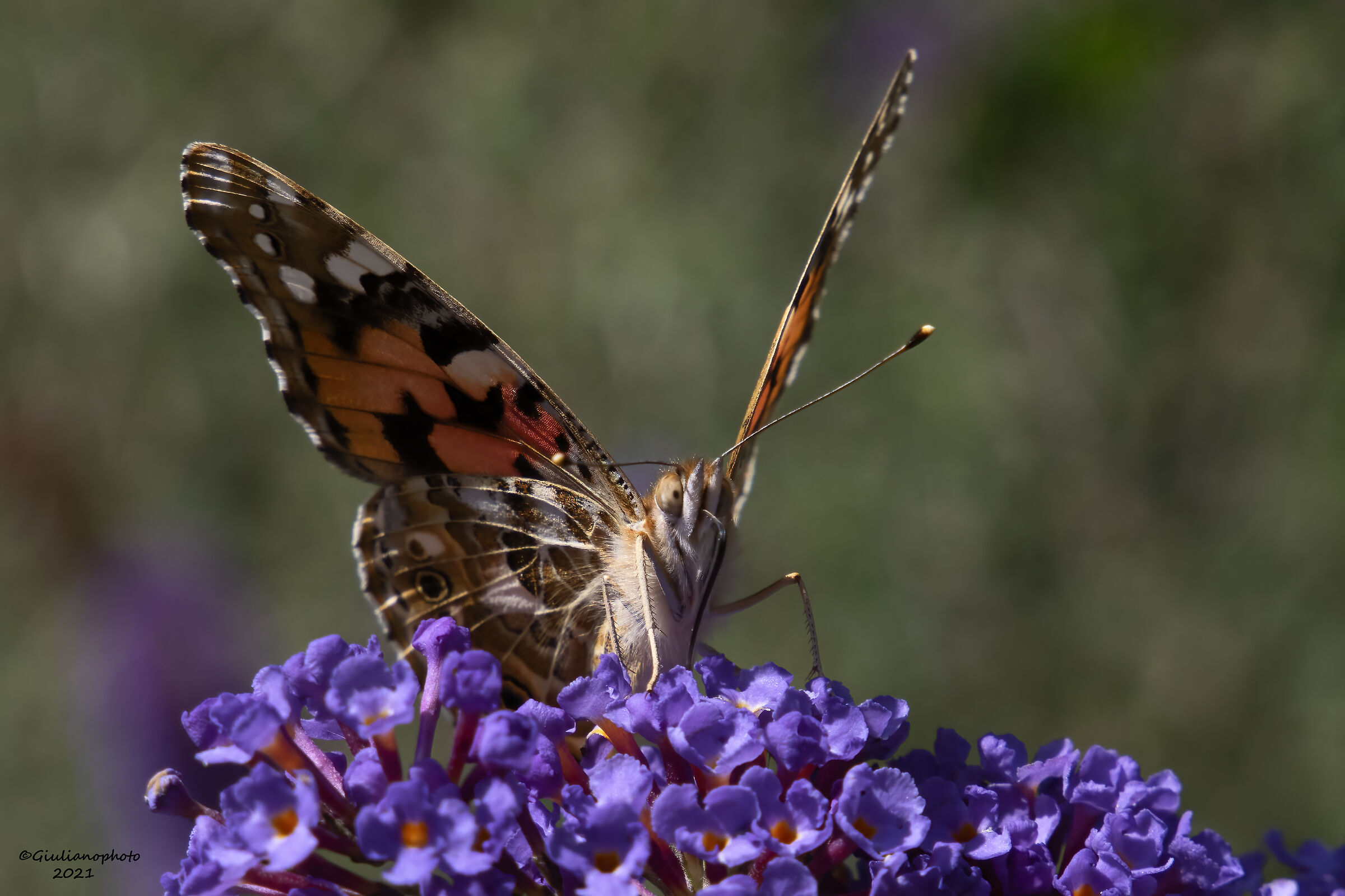 Vanessa del cardo (Vanessa cardui)...