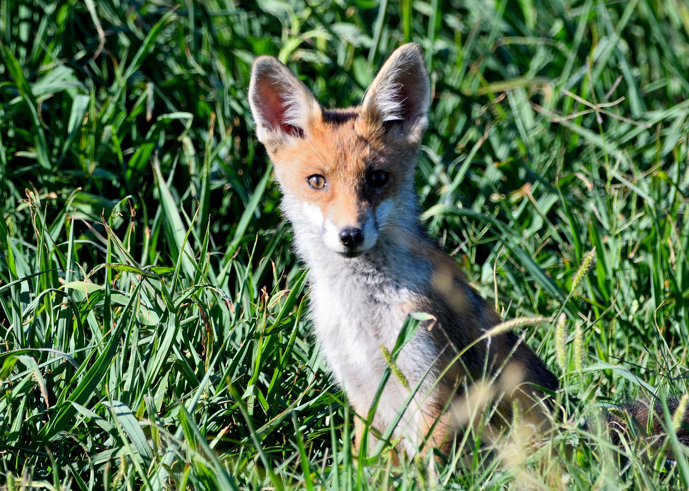 fox cub....