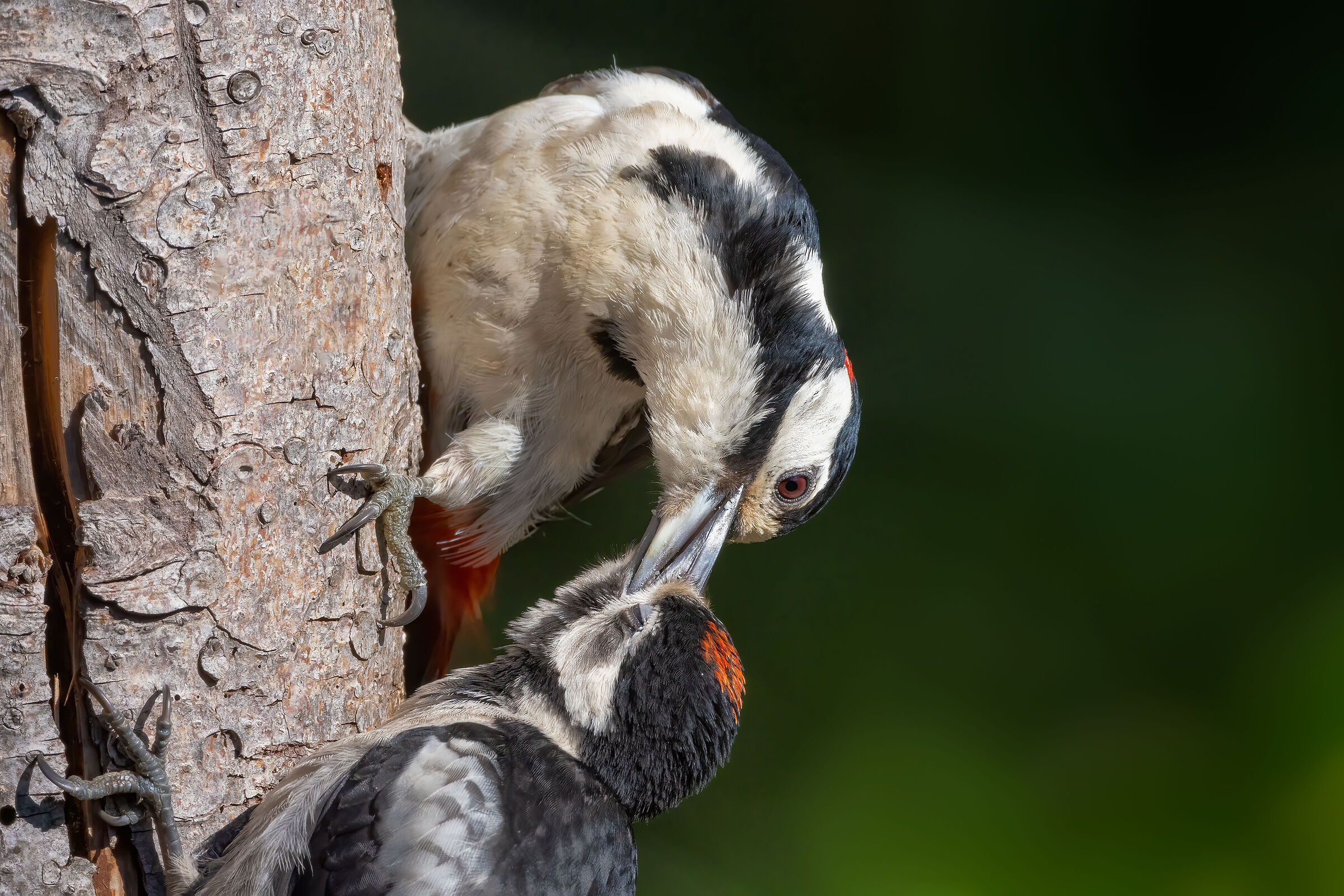 Imbeccata (Great Spotted Woodpecker)...