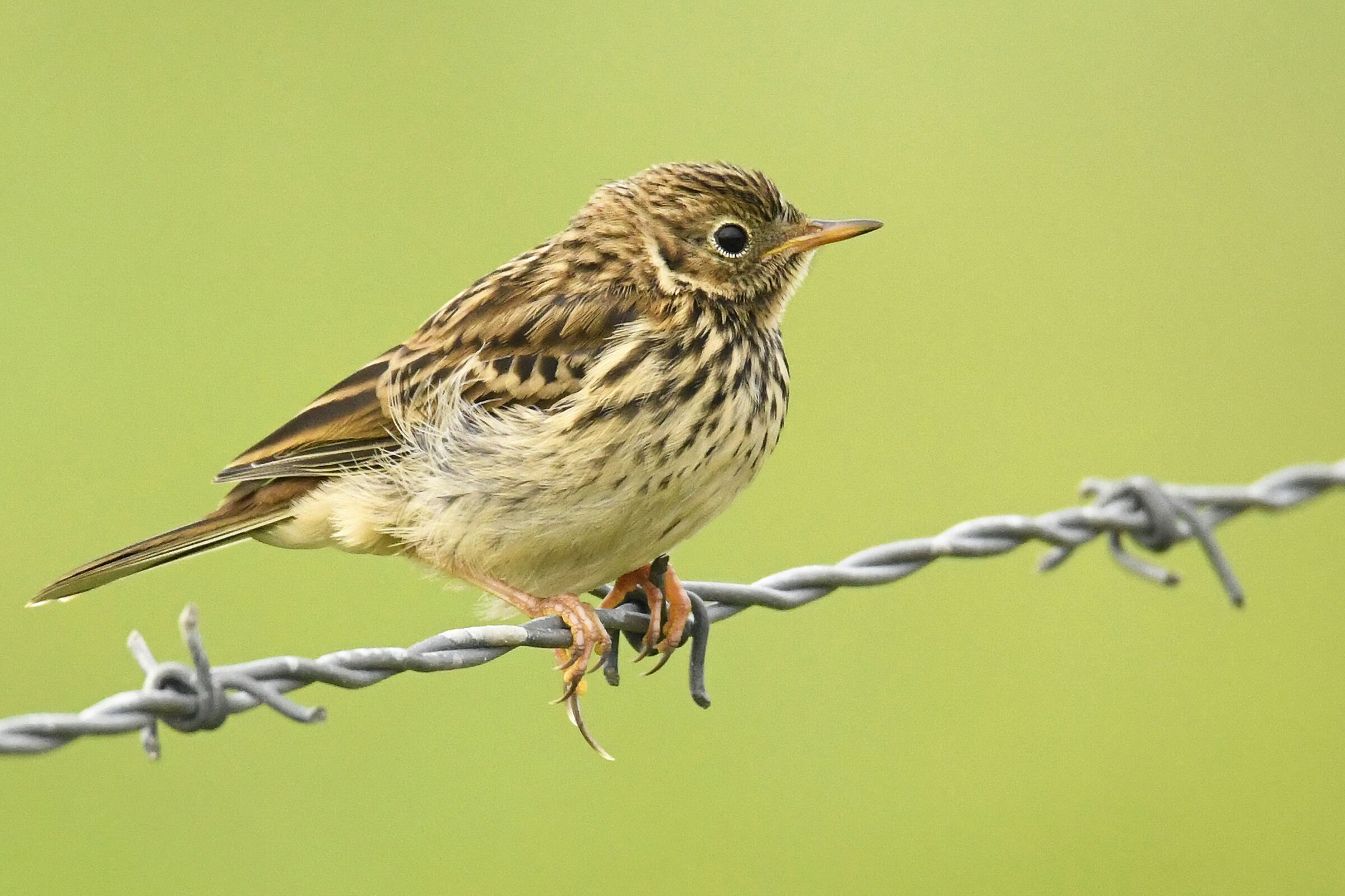 Meadow pipit ...