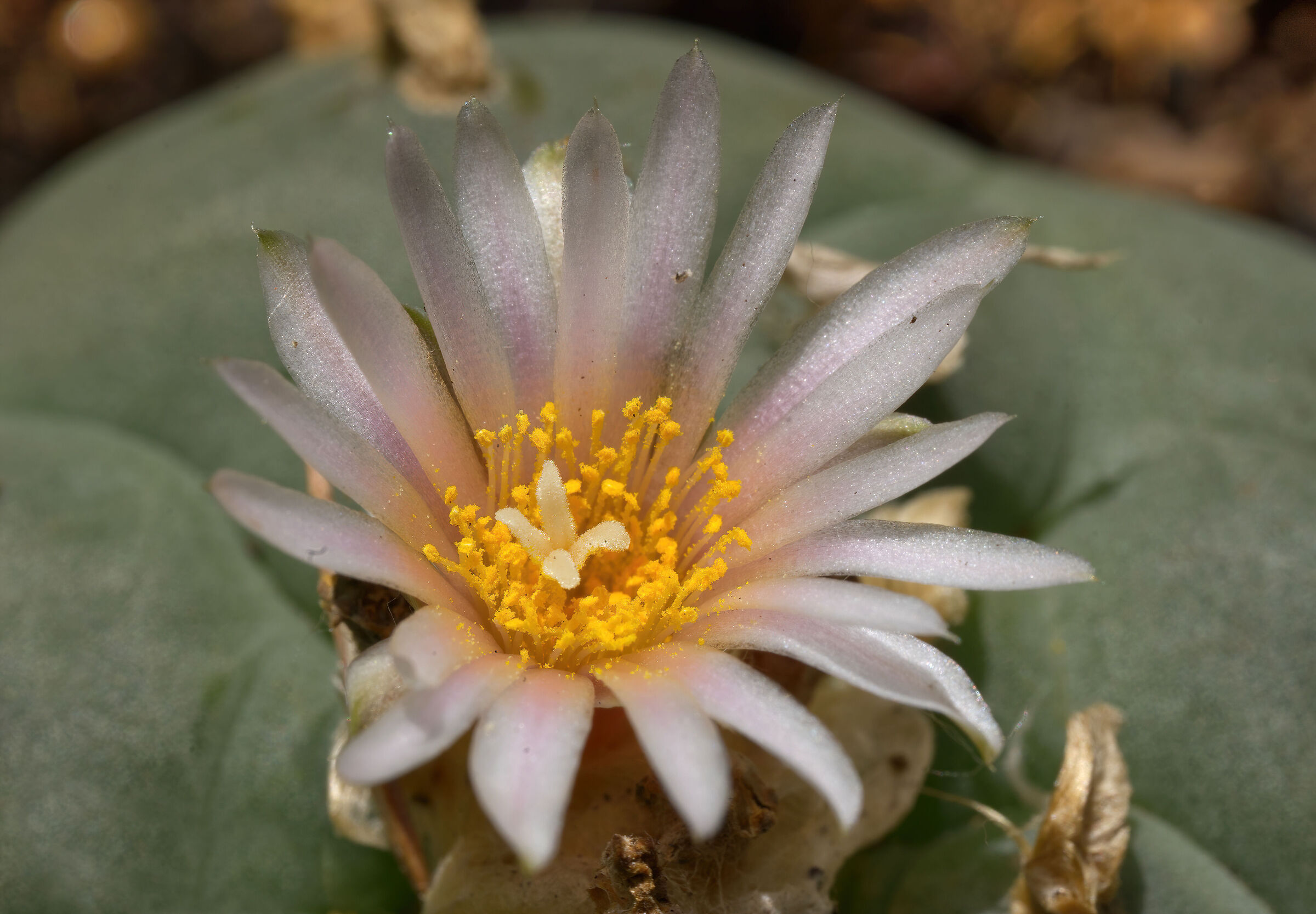 The flower of the Peyote...