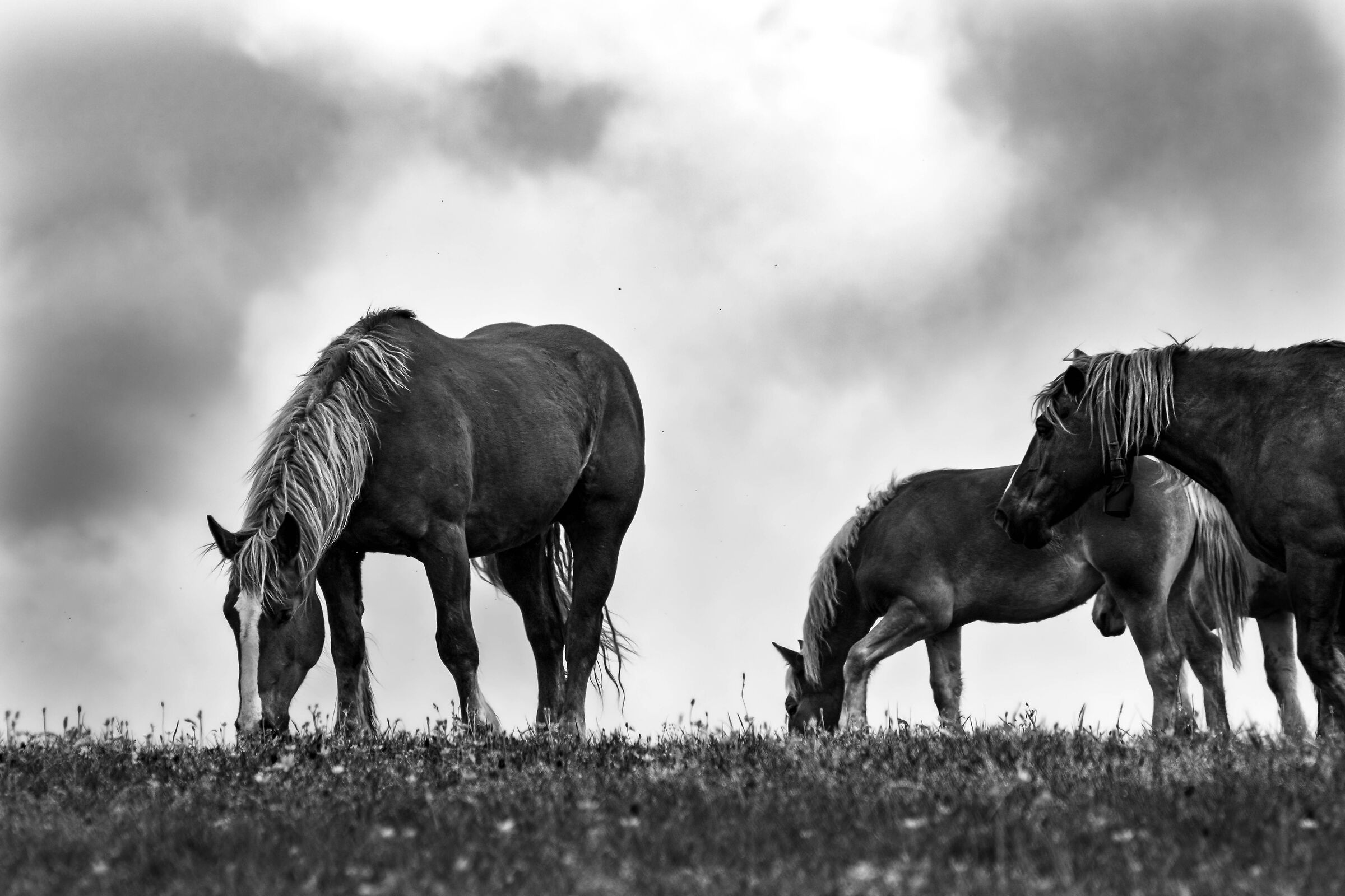 Wild Horses of Furlo...