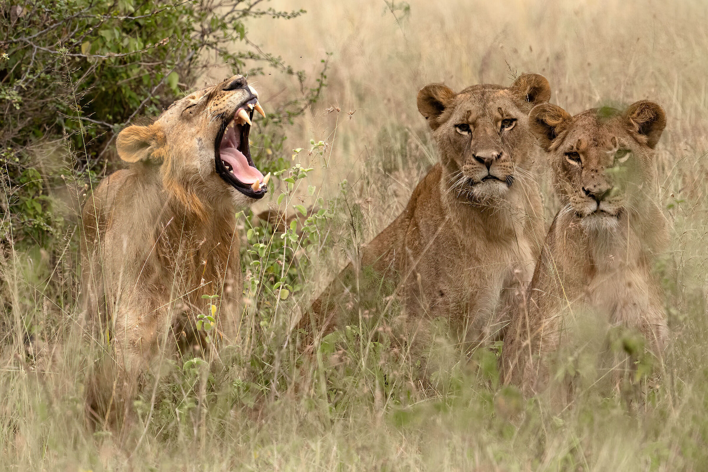 Lions and yawns...