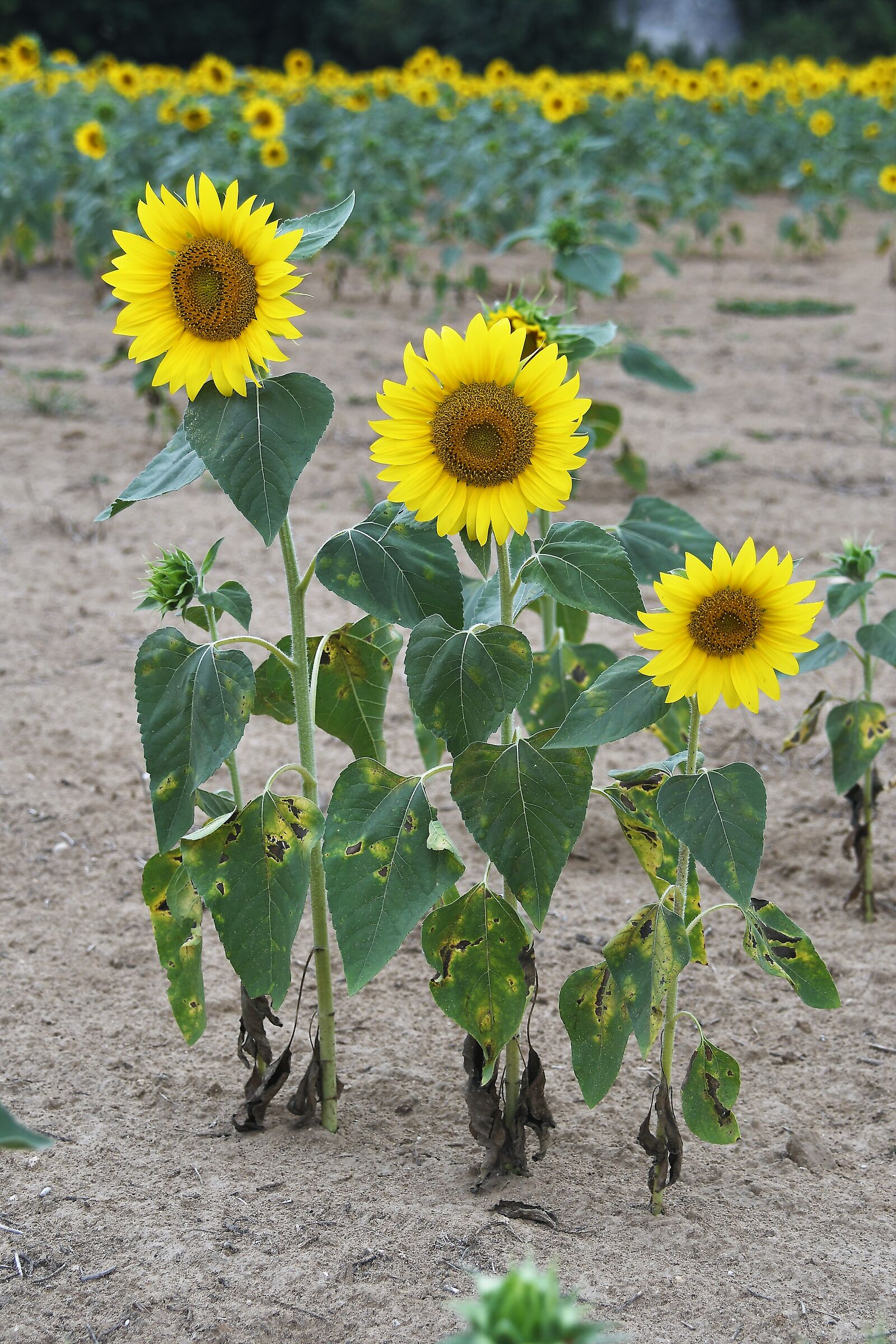 Sunflowers .... the three brothers...