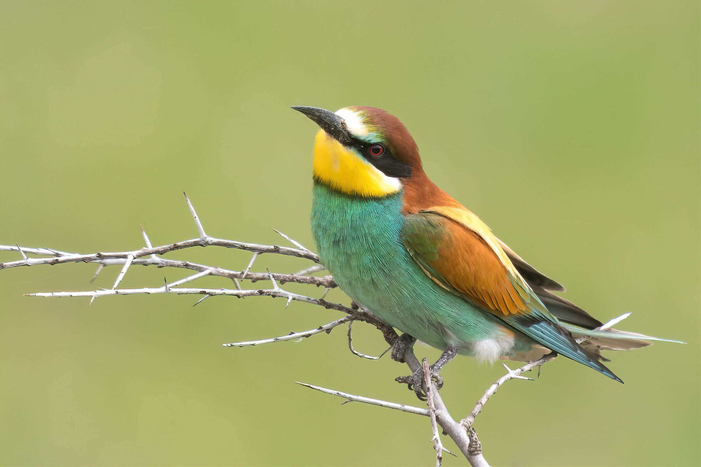 Merops apiaster...