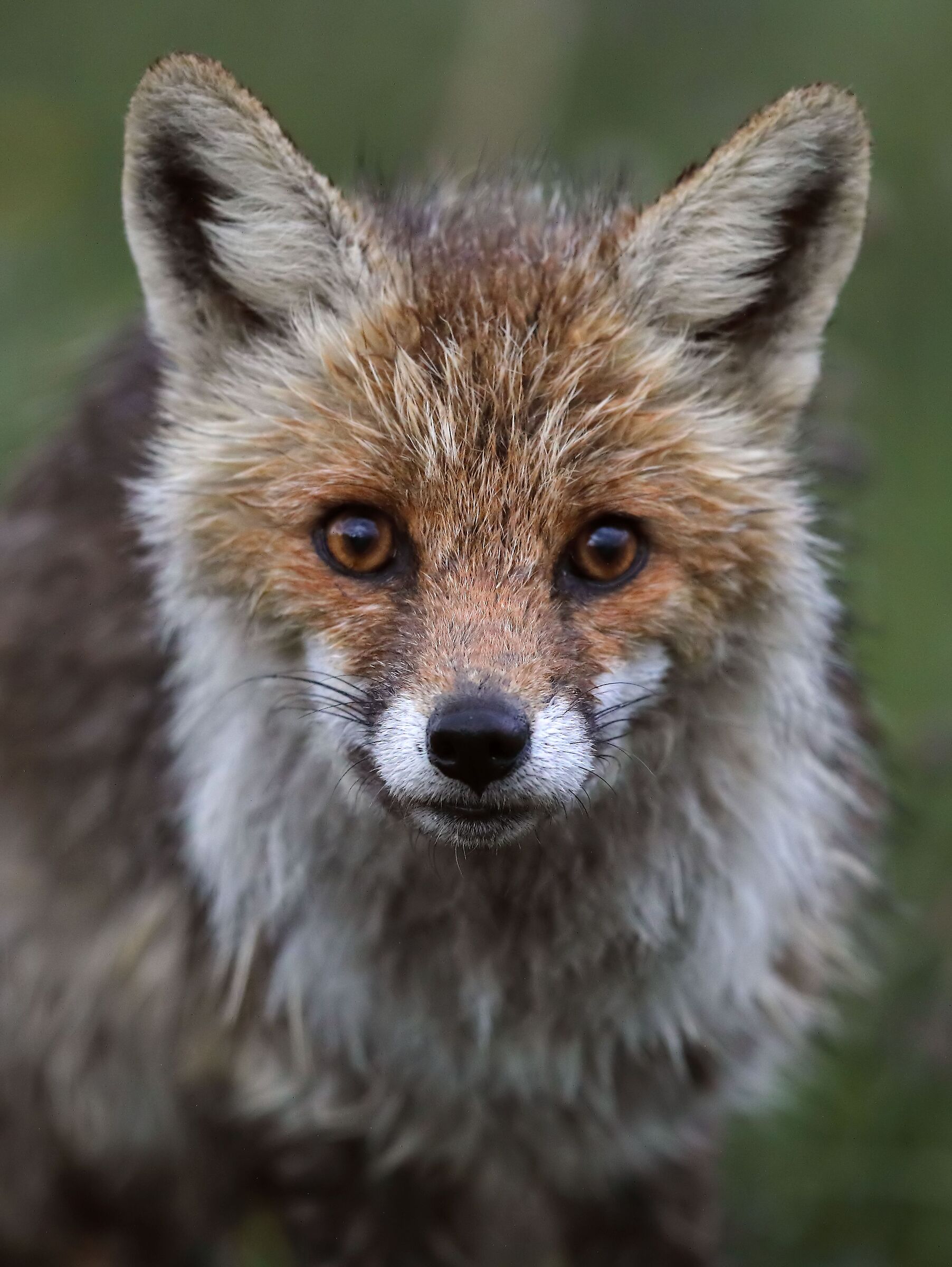Red fox with wet hair...
