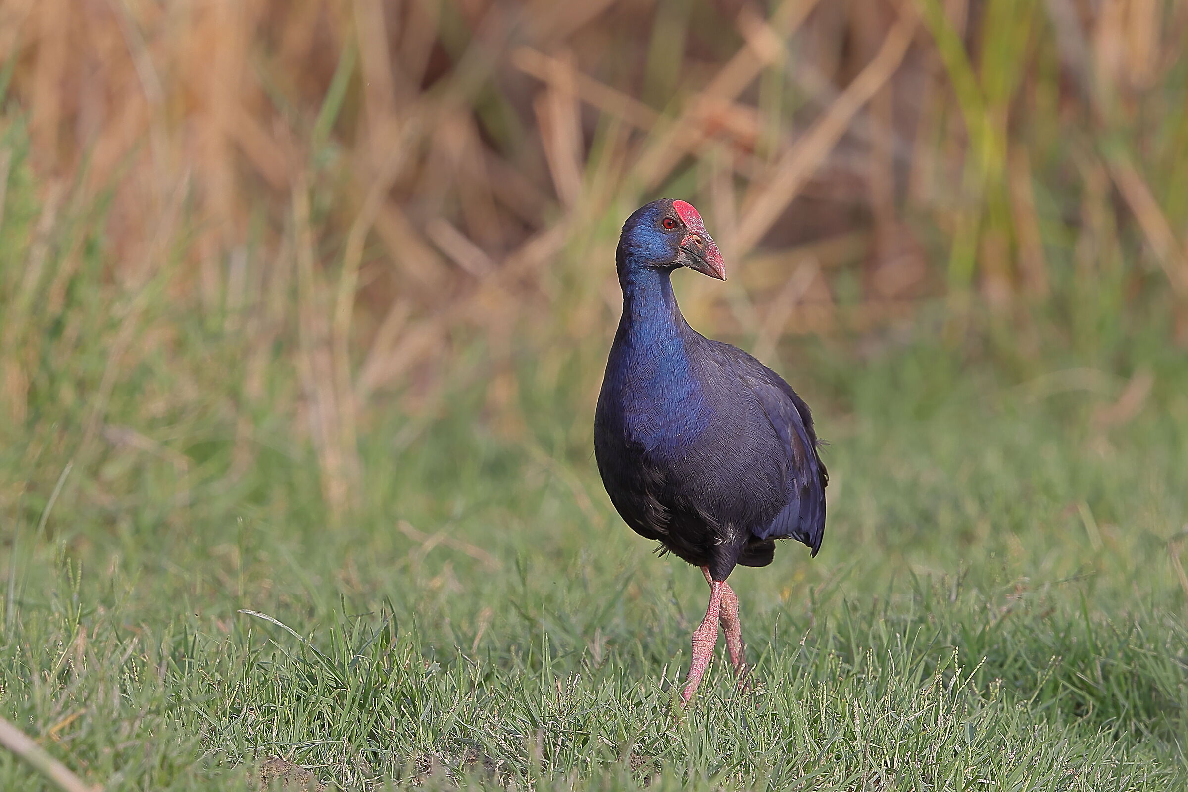 The Swamphen...