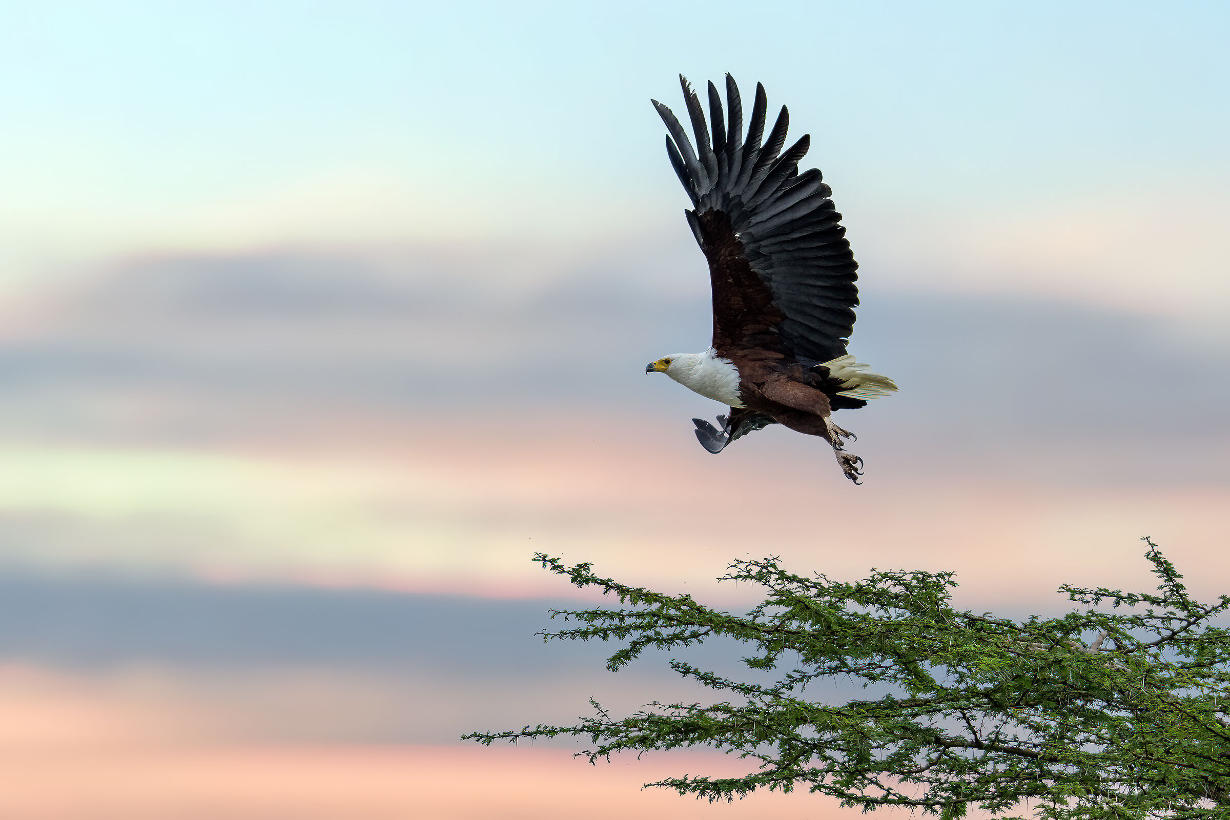 African fish eagle IV...
