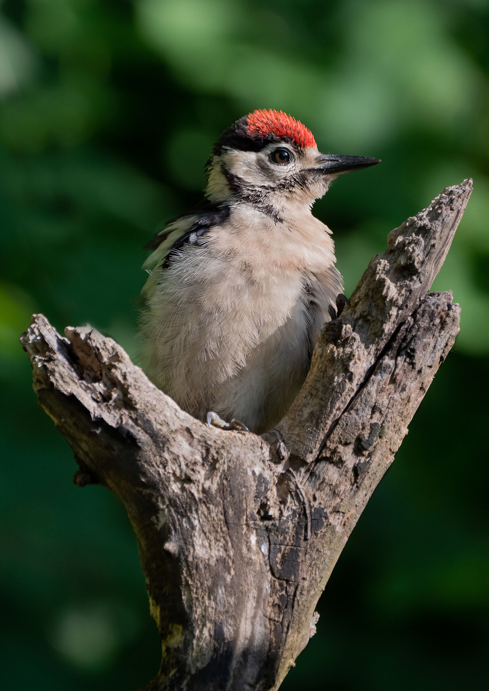 Young woodpeckers grow...