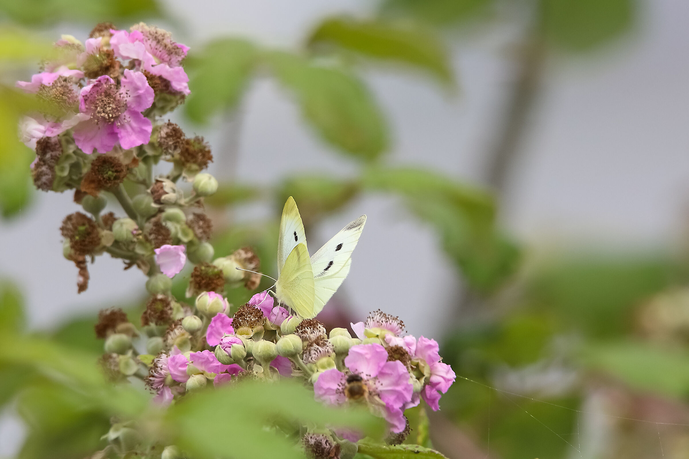 butterfly on flower1...