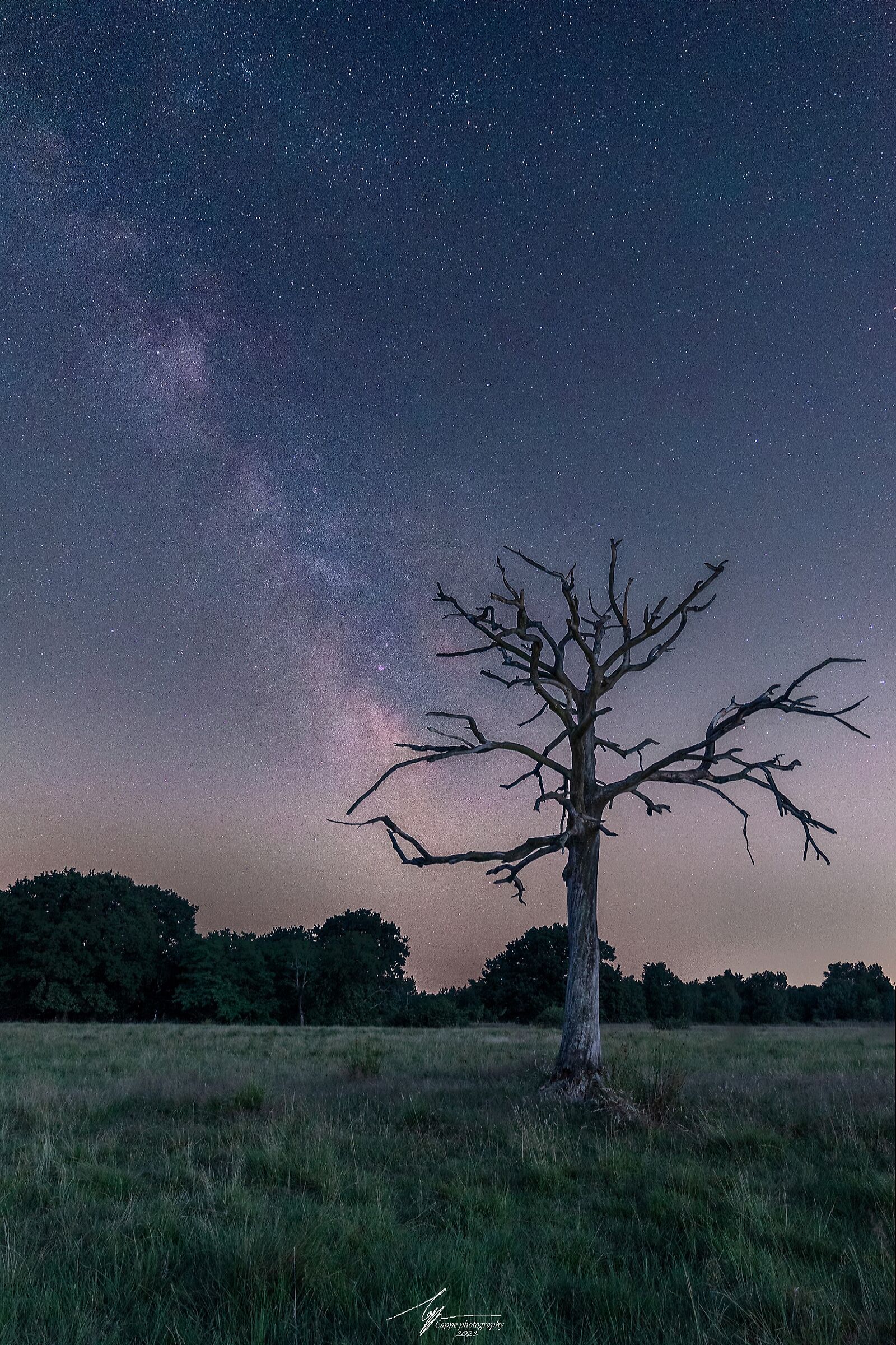 Our galaxy above an old tree...