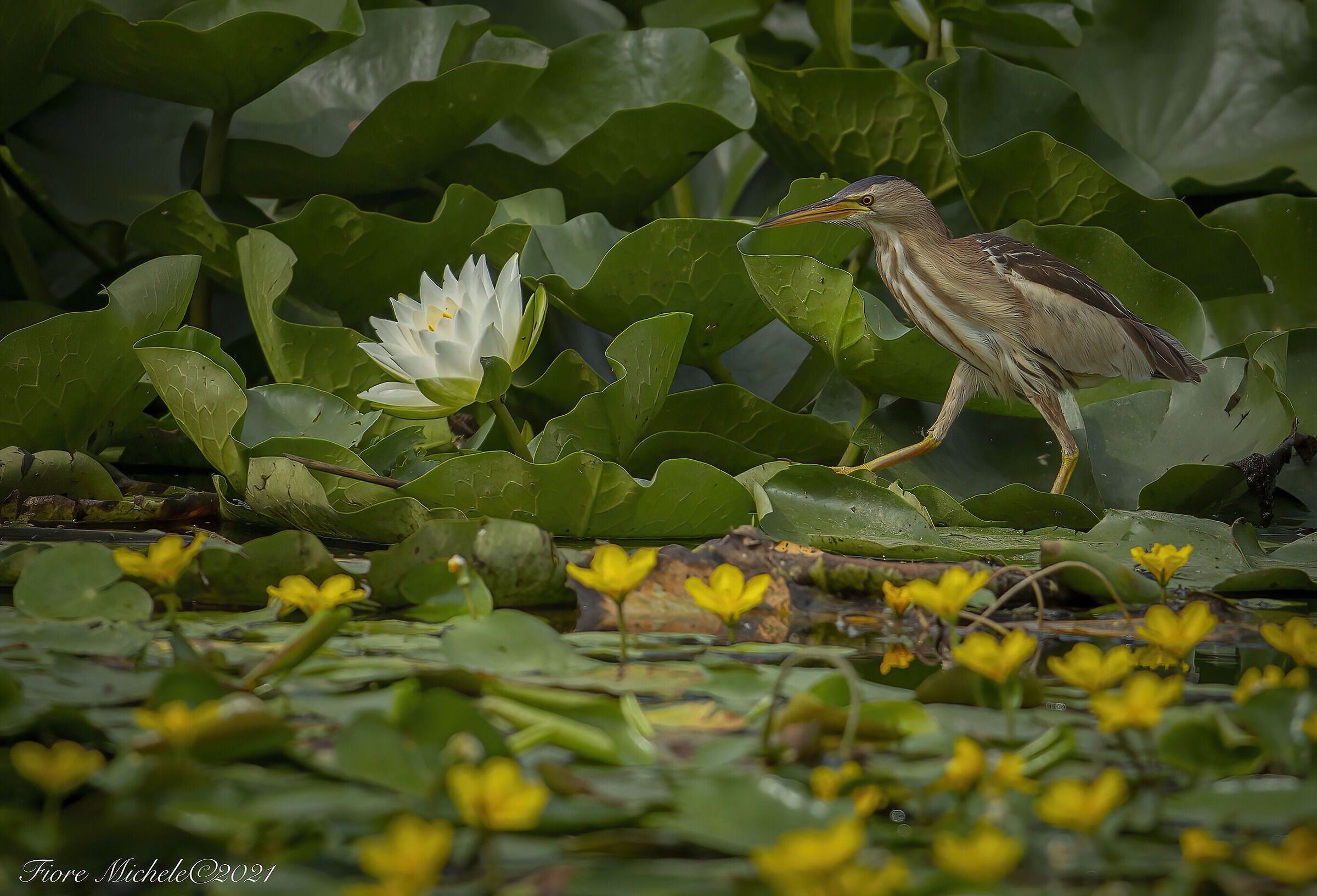 The bittern and the water lily...