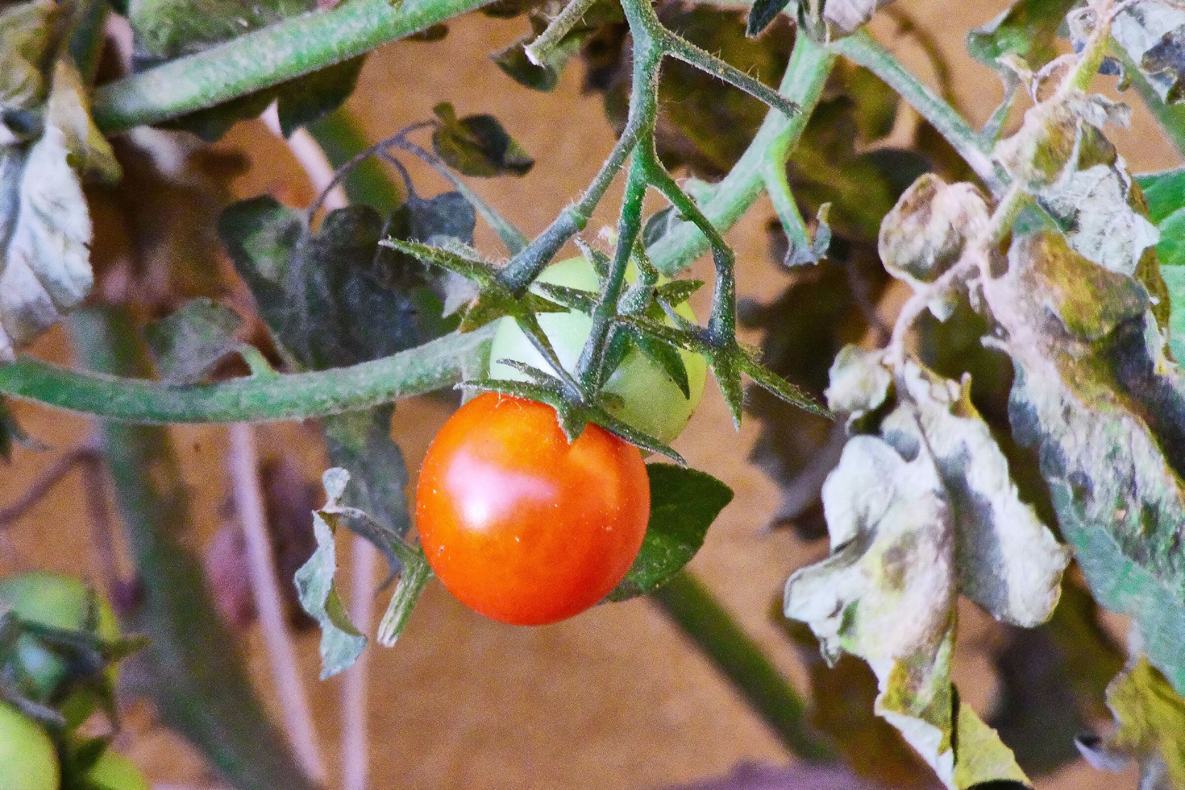 Cherry tomatoes 13/07/2021...