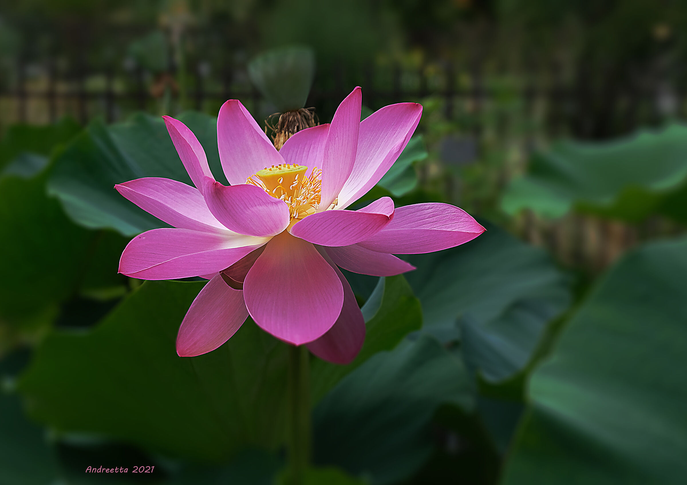 Lotus flower(Nelumbo nucifera)...