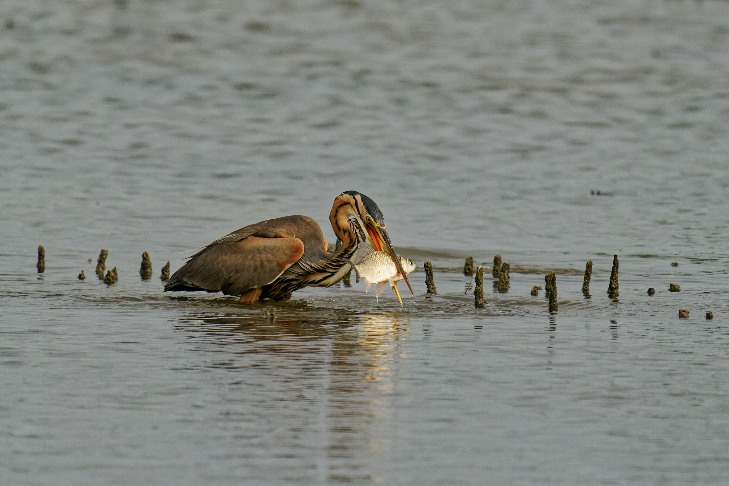 Red heron with large prey...