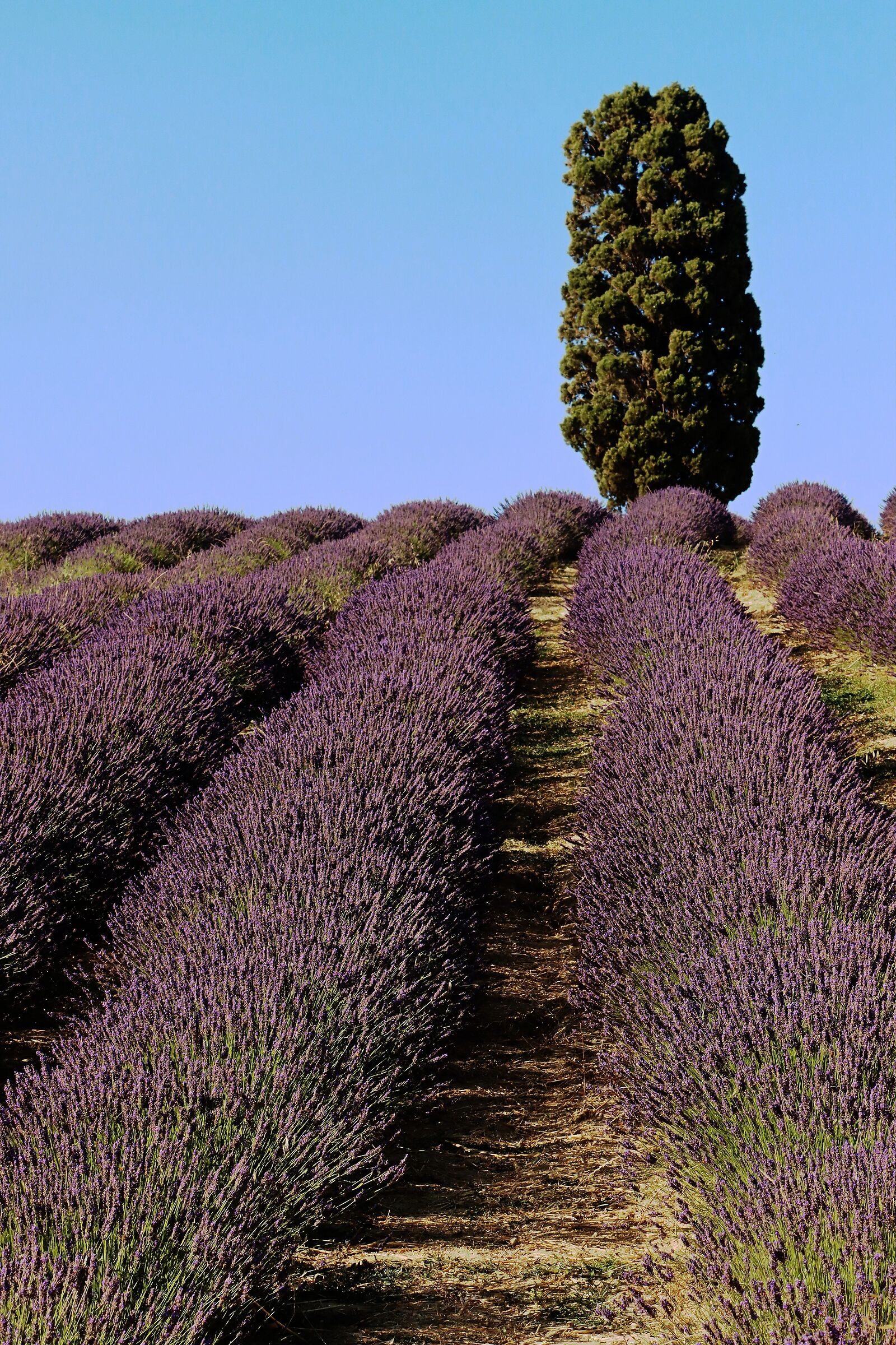 Lavender in Tuscany...