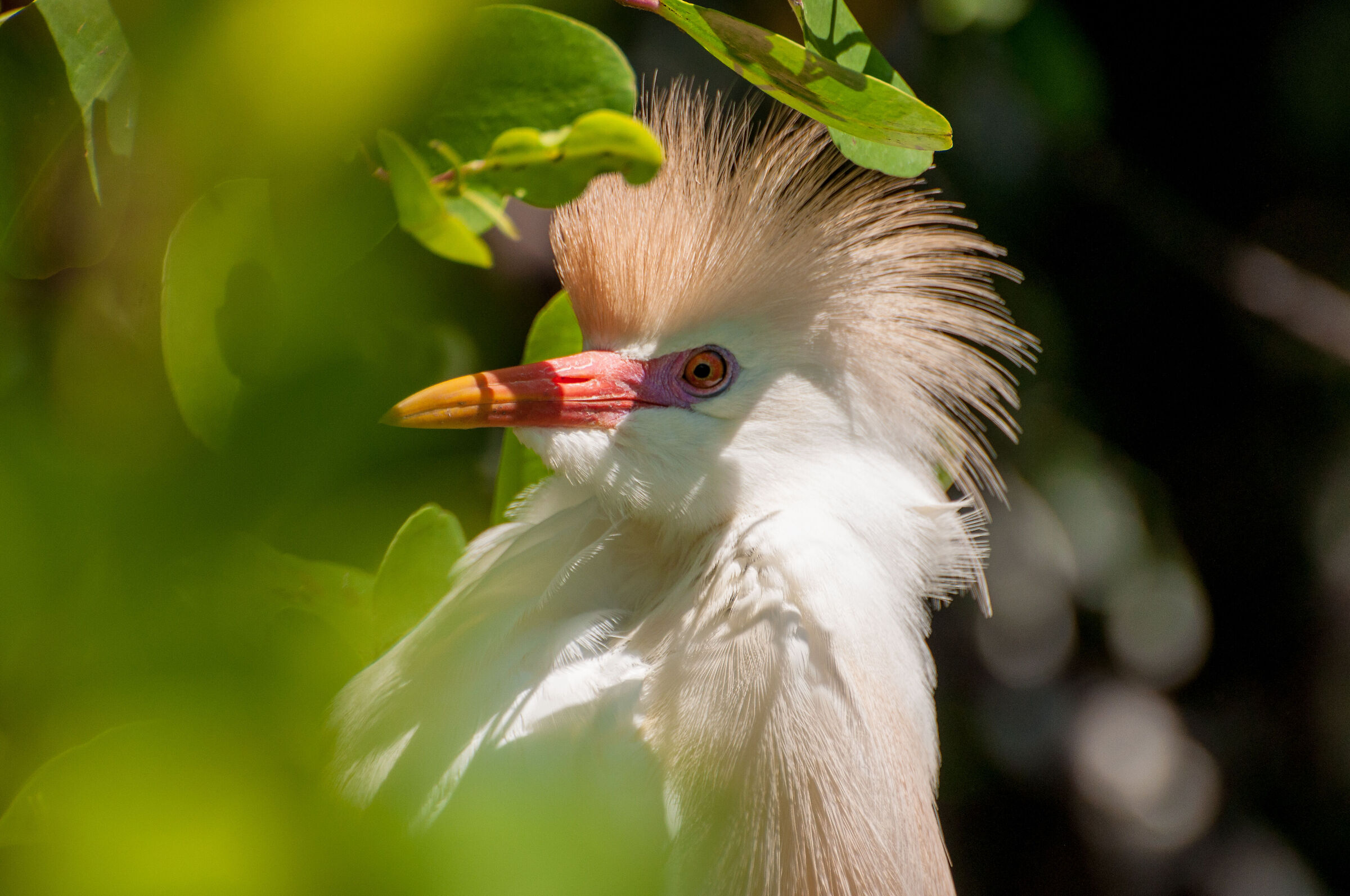 Heron Guardabuoi (Jamaica)...
