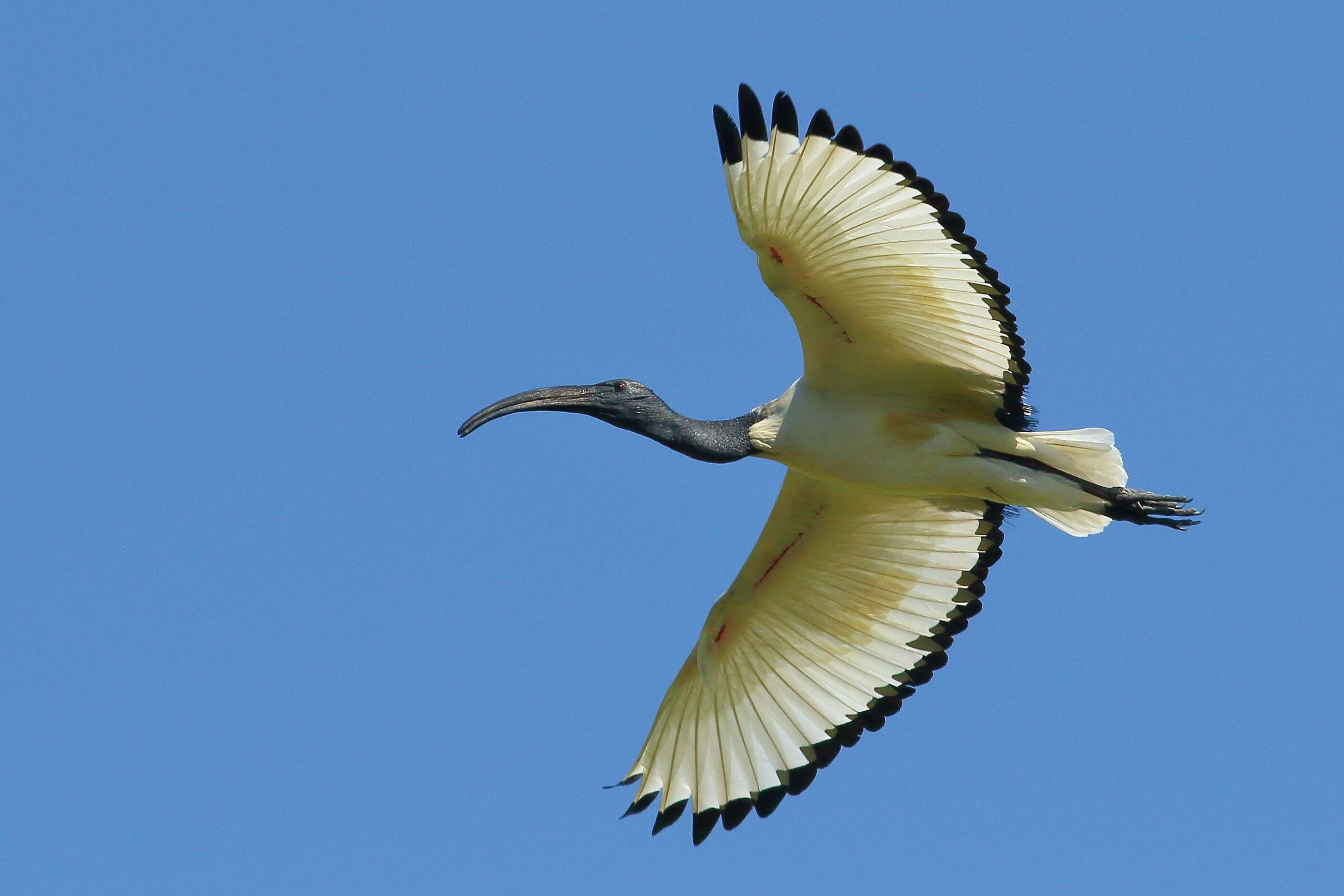 ibis sacro...
