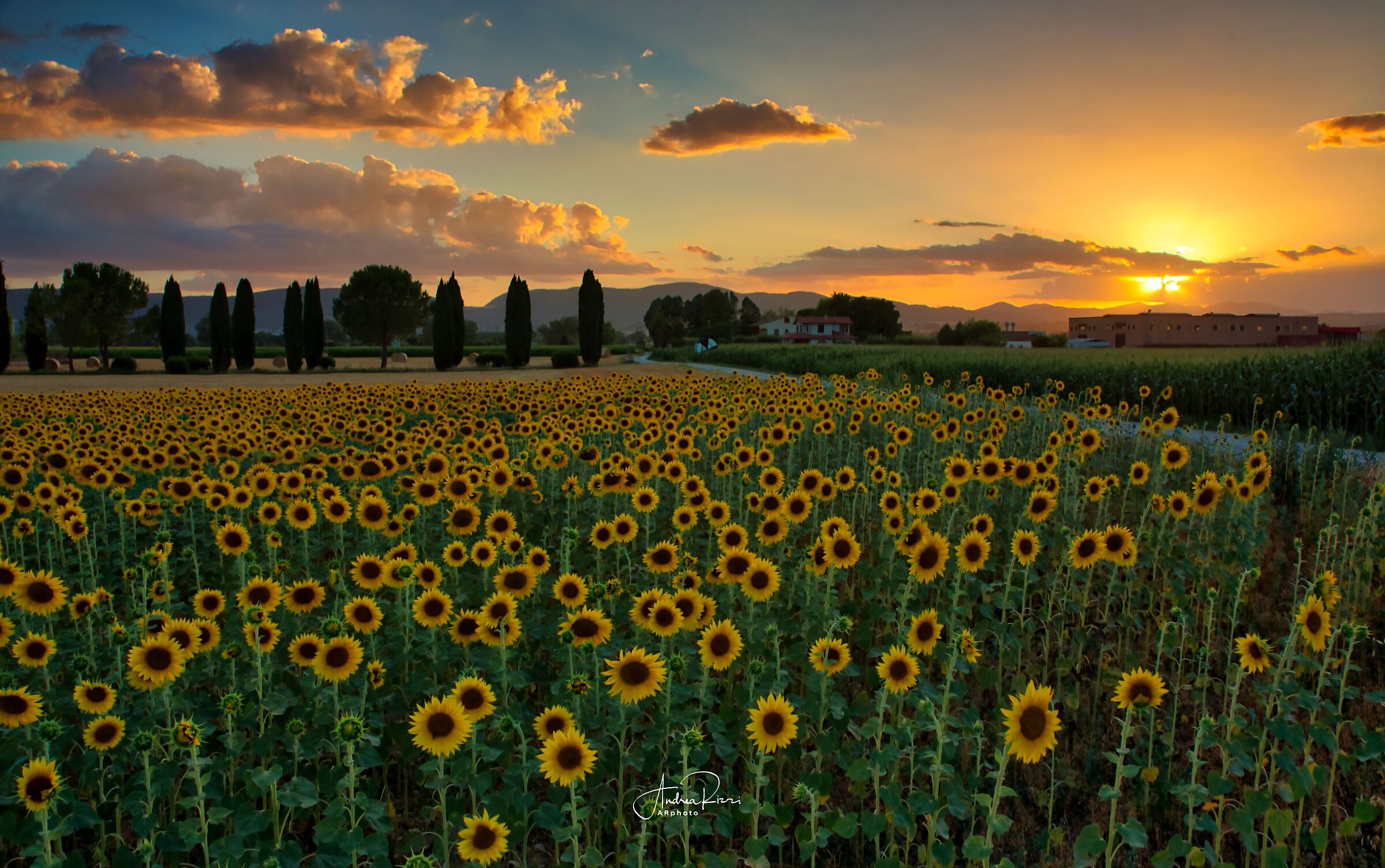 Sunset &sunflowers ...