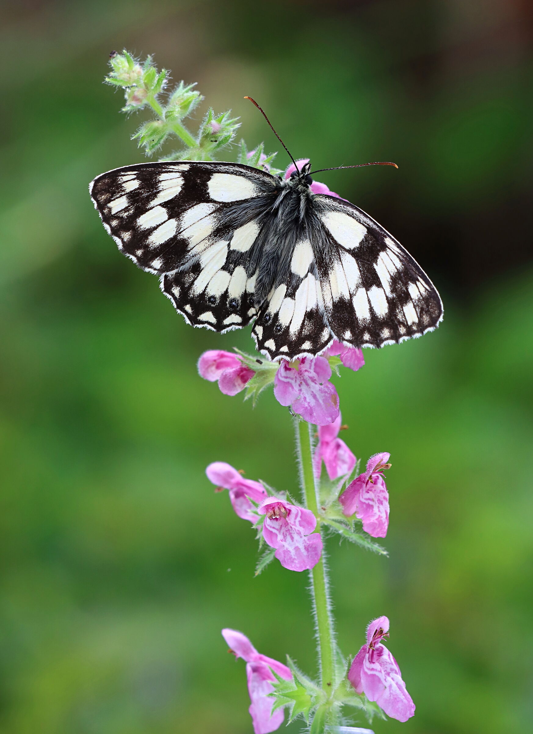 Male Marbled white...