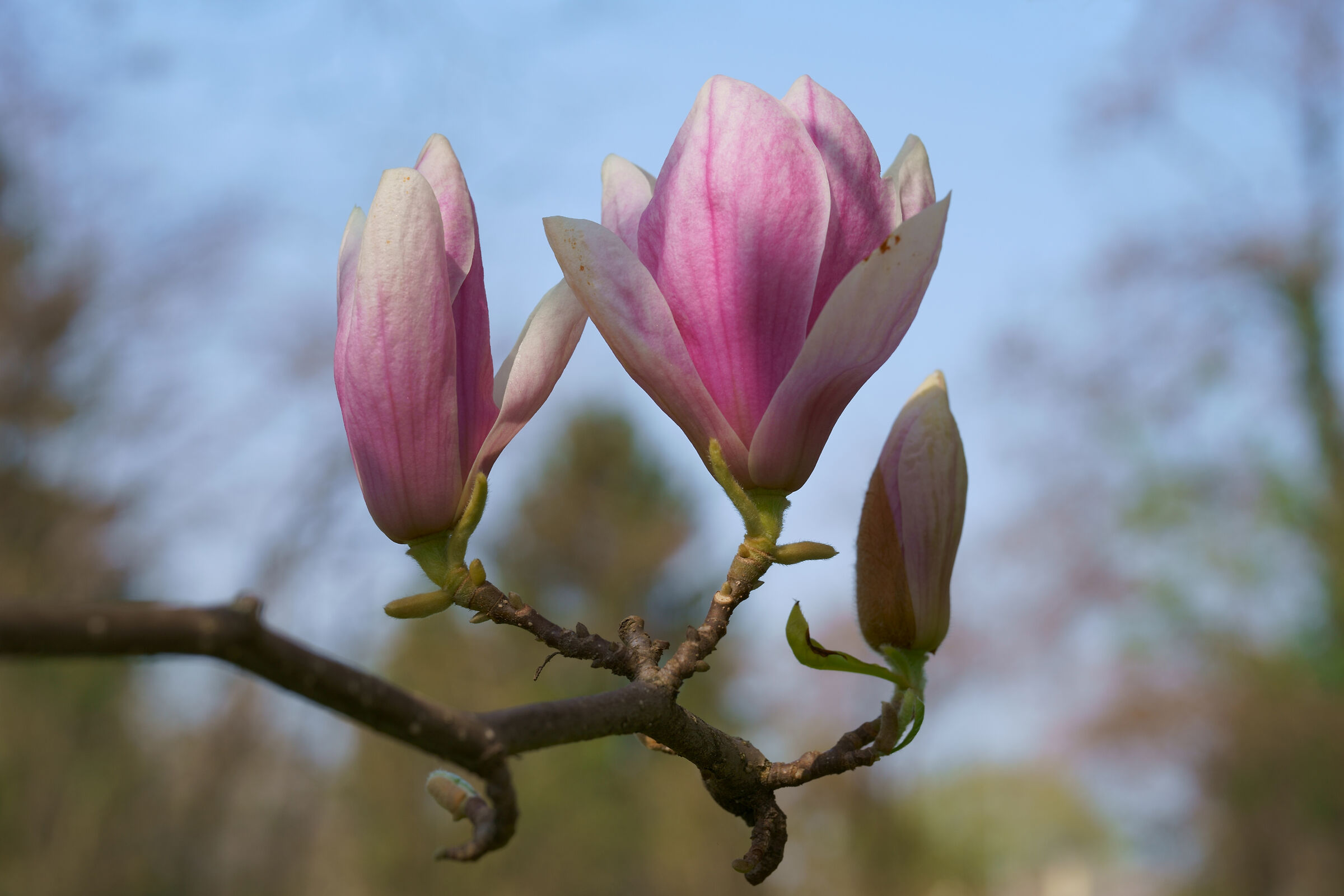 Fiori di magnolia...