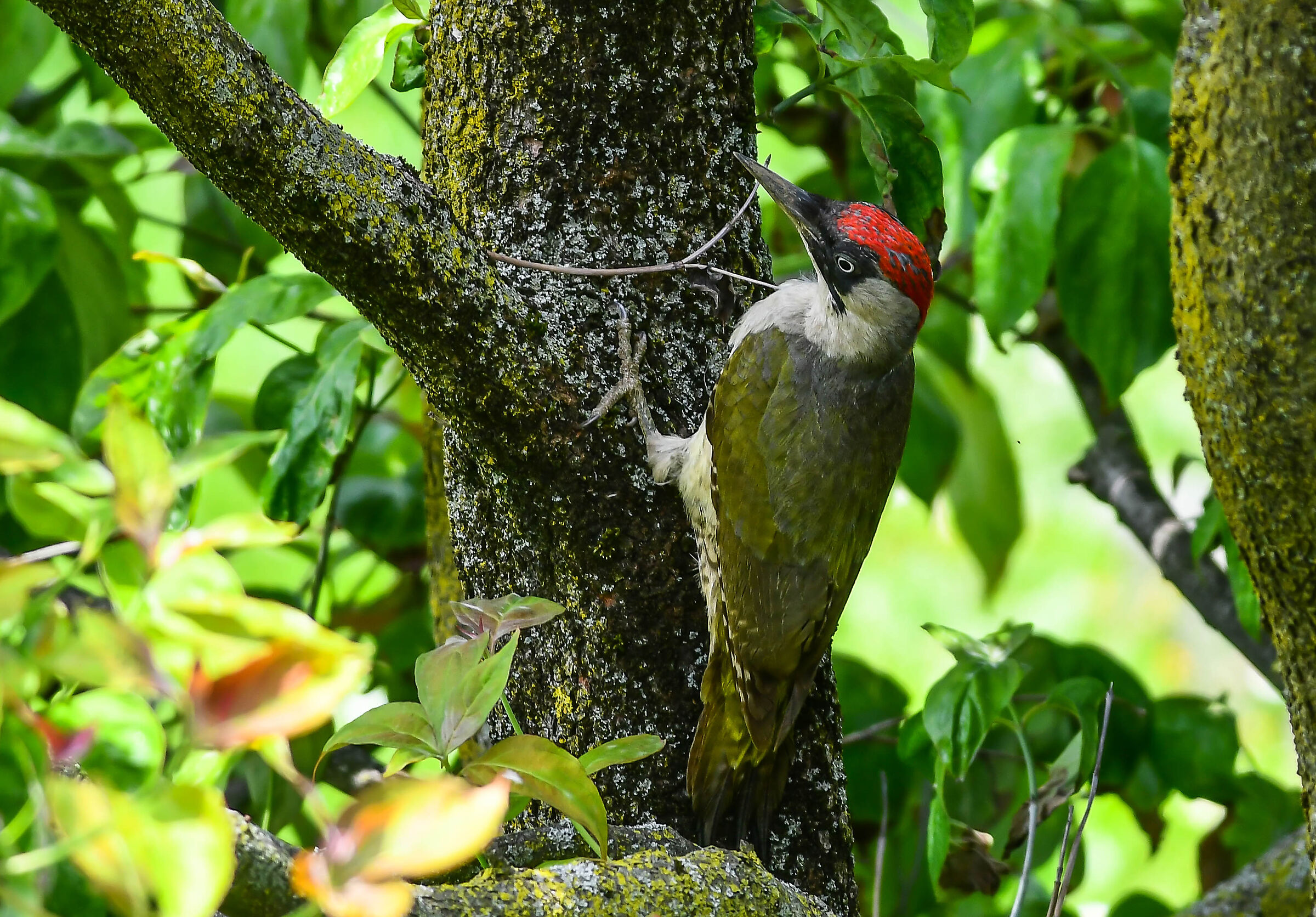 Green woodpecker (F)...