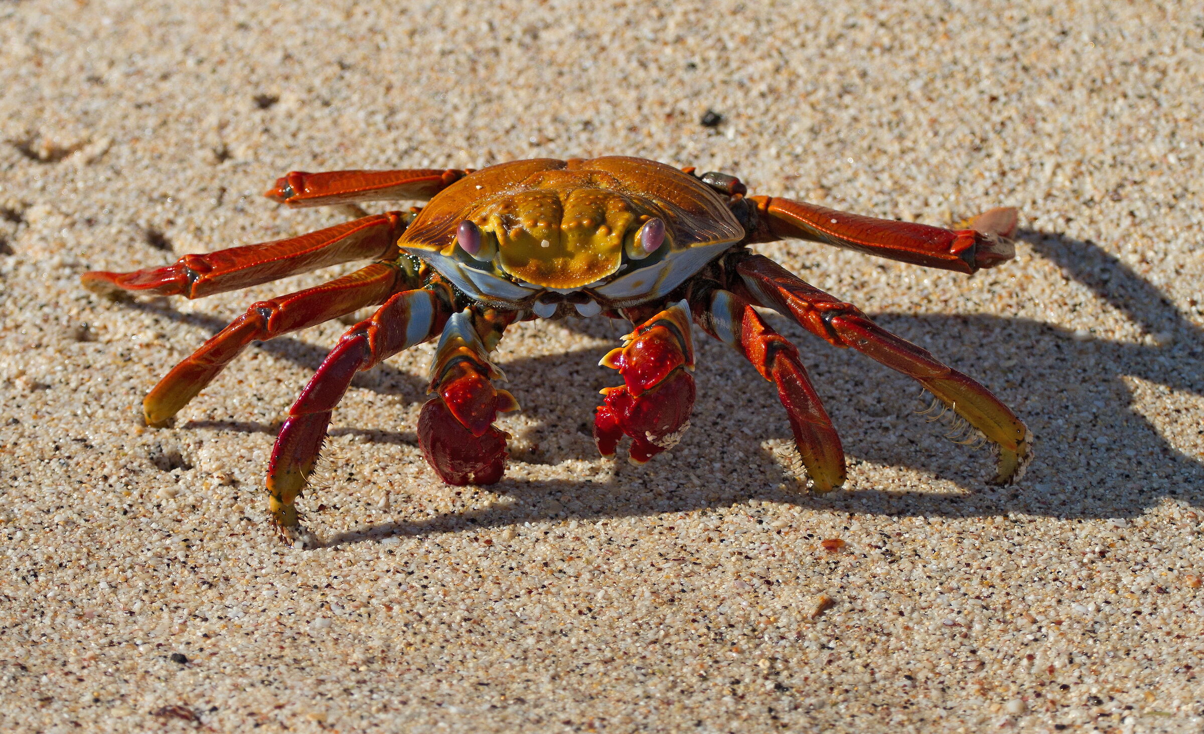 crab...