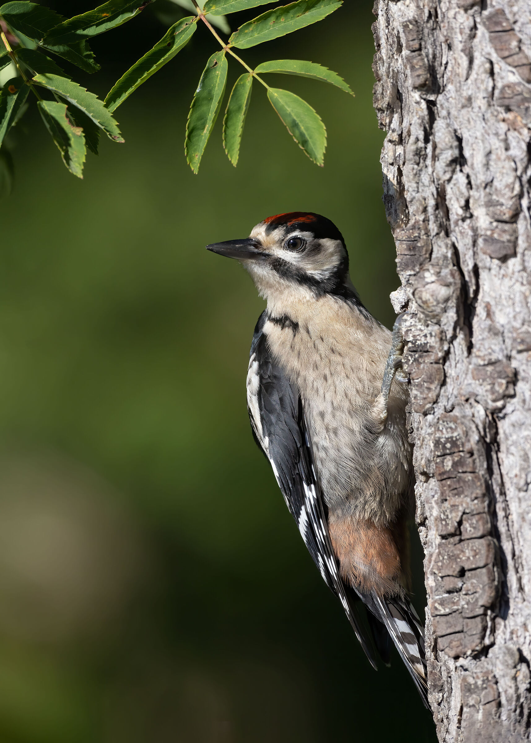Great spotted woodpecker juv. - 5K...