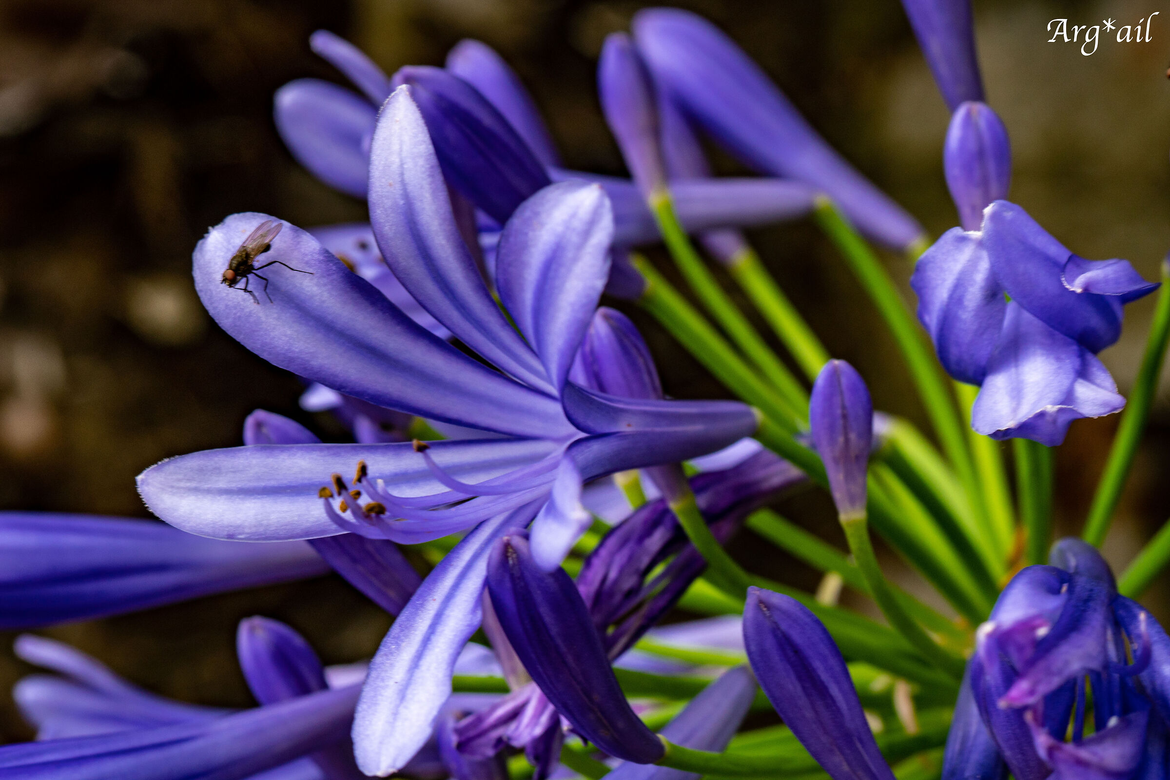 Flowers detail...