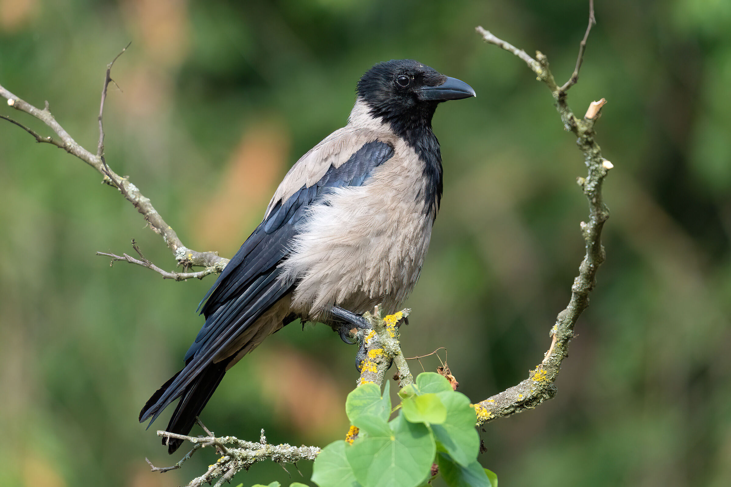 Hooded crow (Cornacchia grigia)...