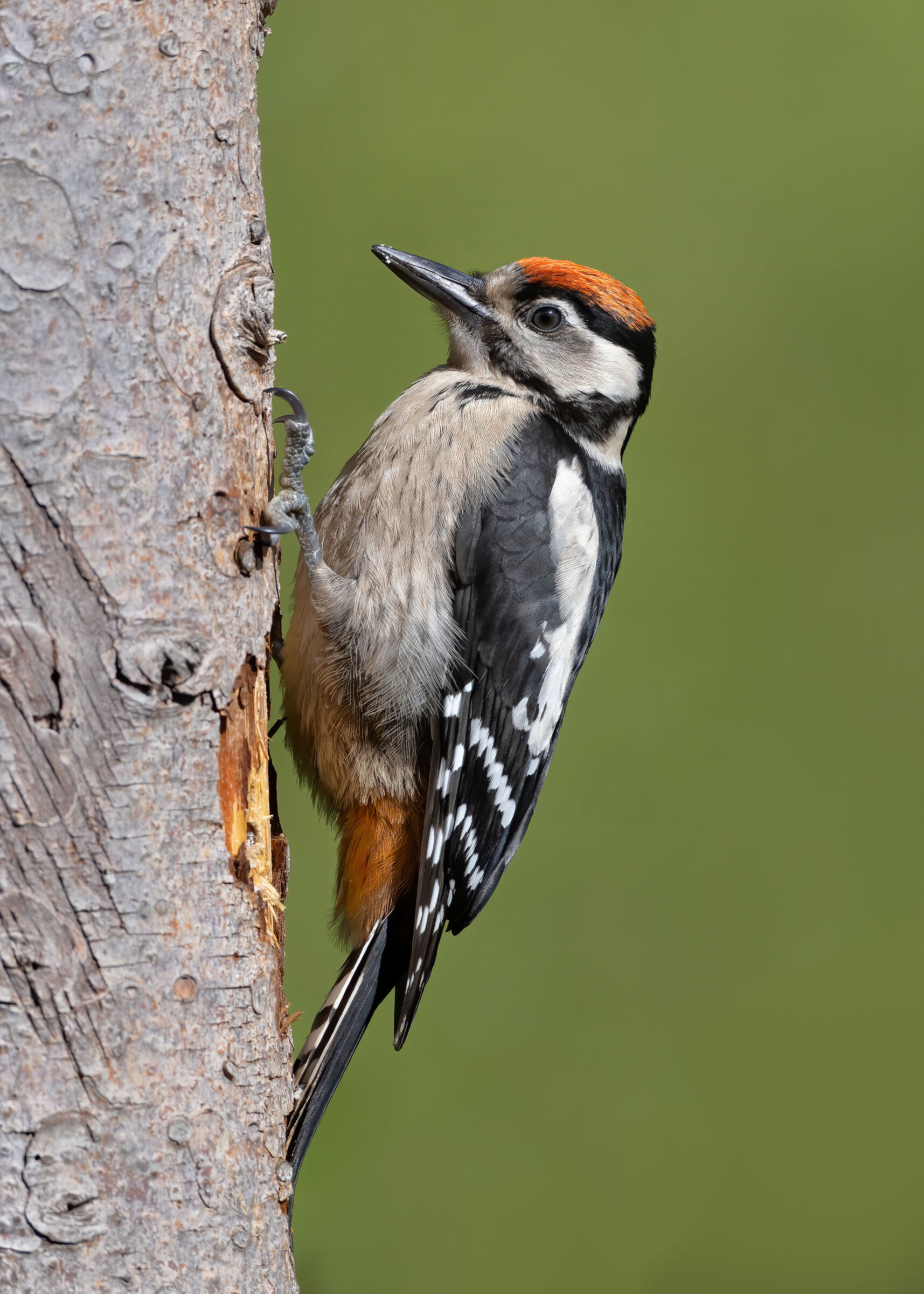 Male great spotted woodpecker...