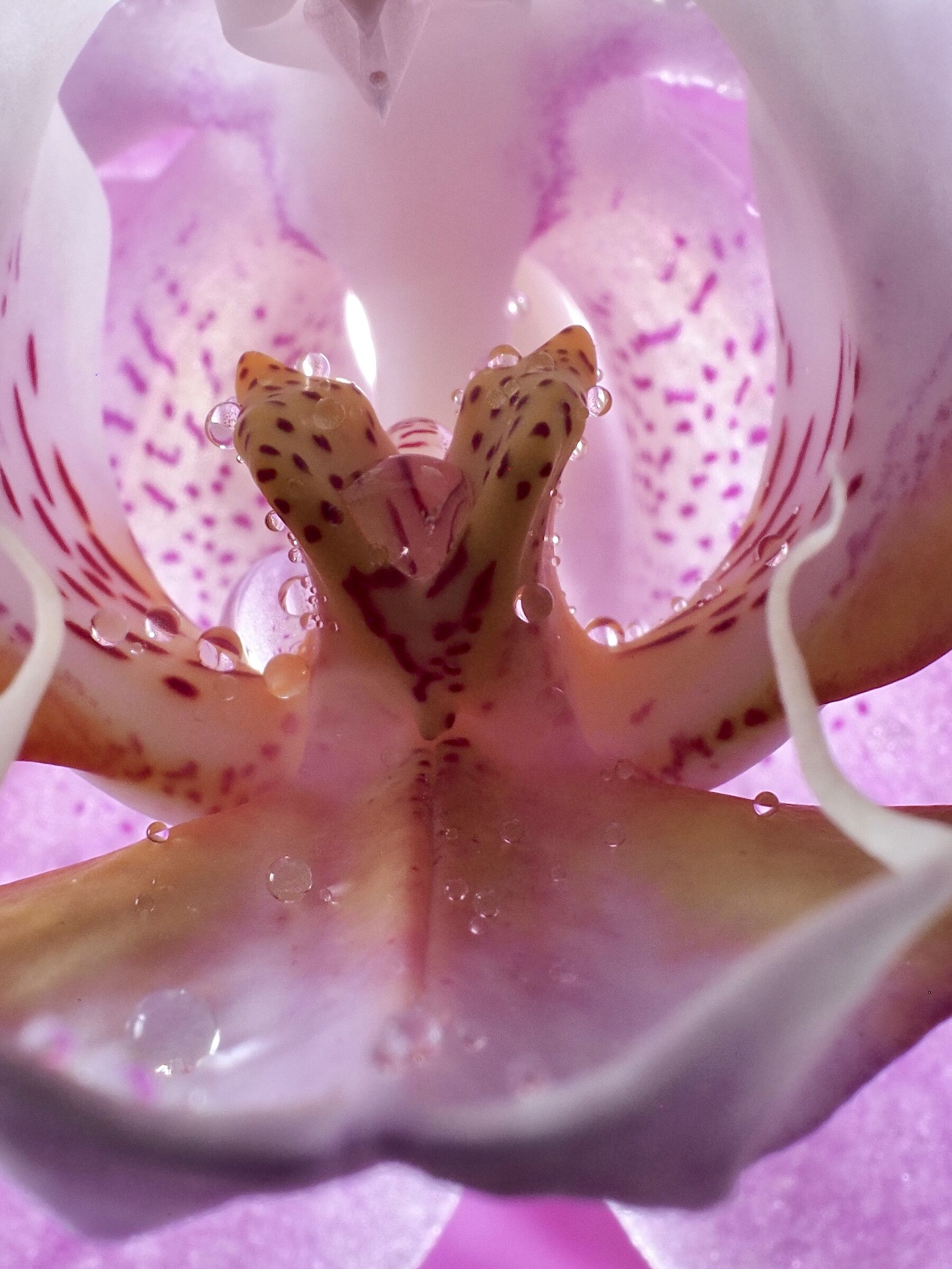 Orchid _3...