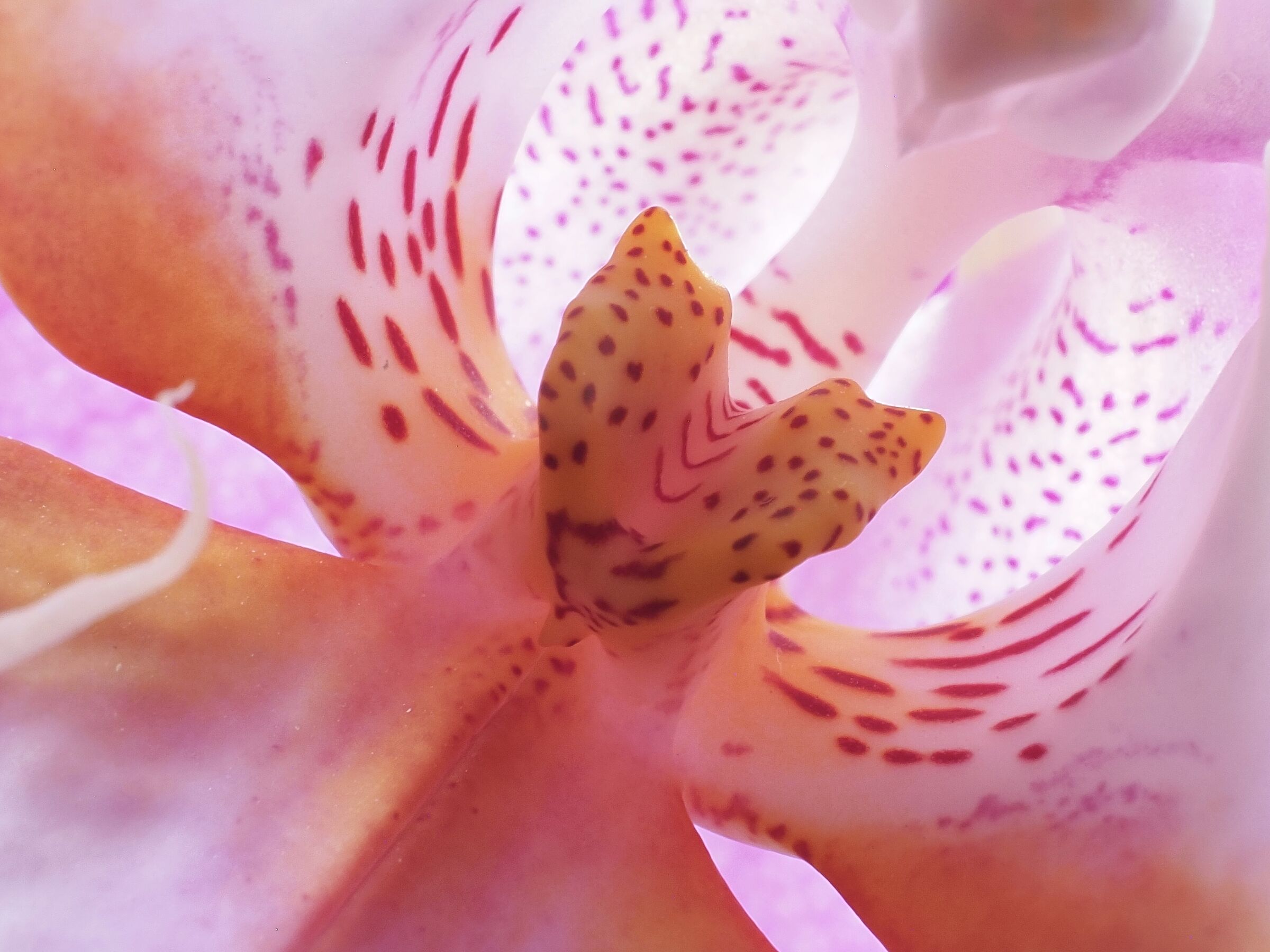 Orchid _4...