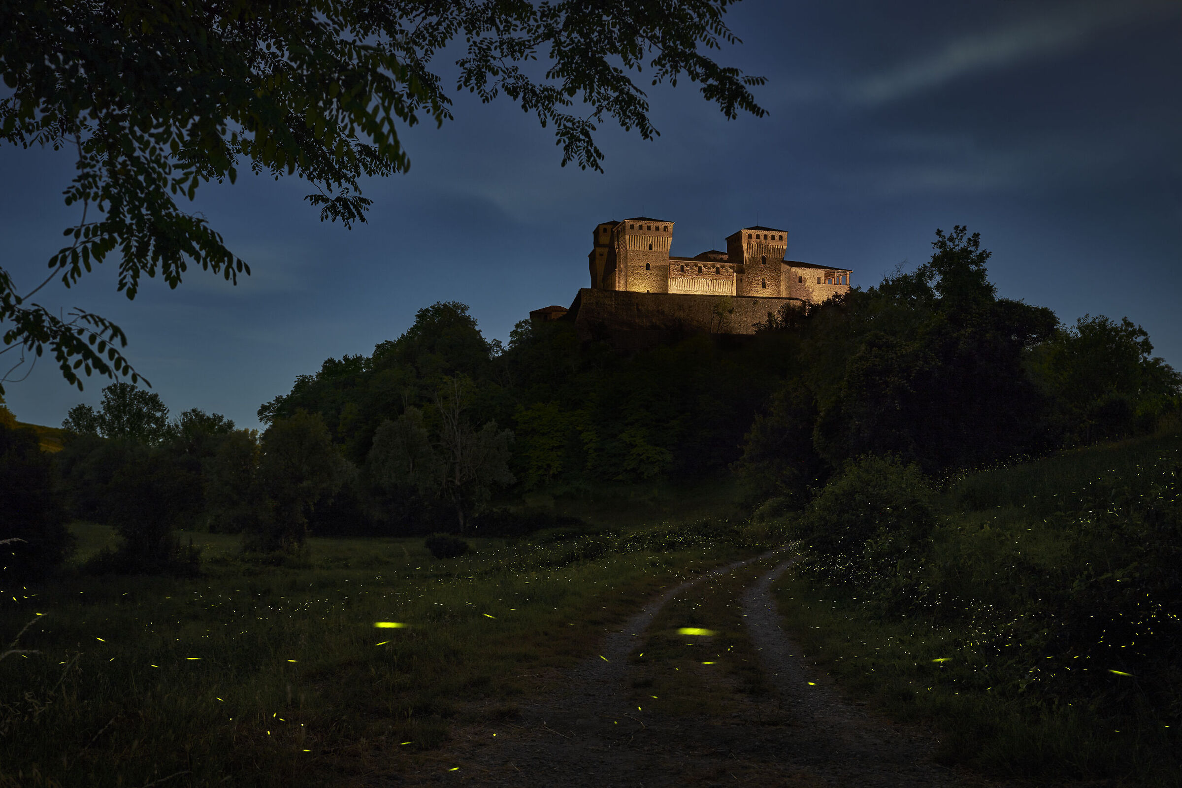 Golden Castle & fireflies...