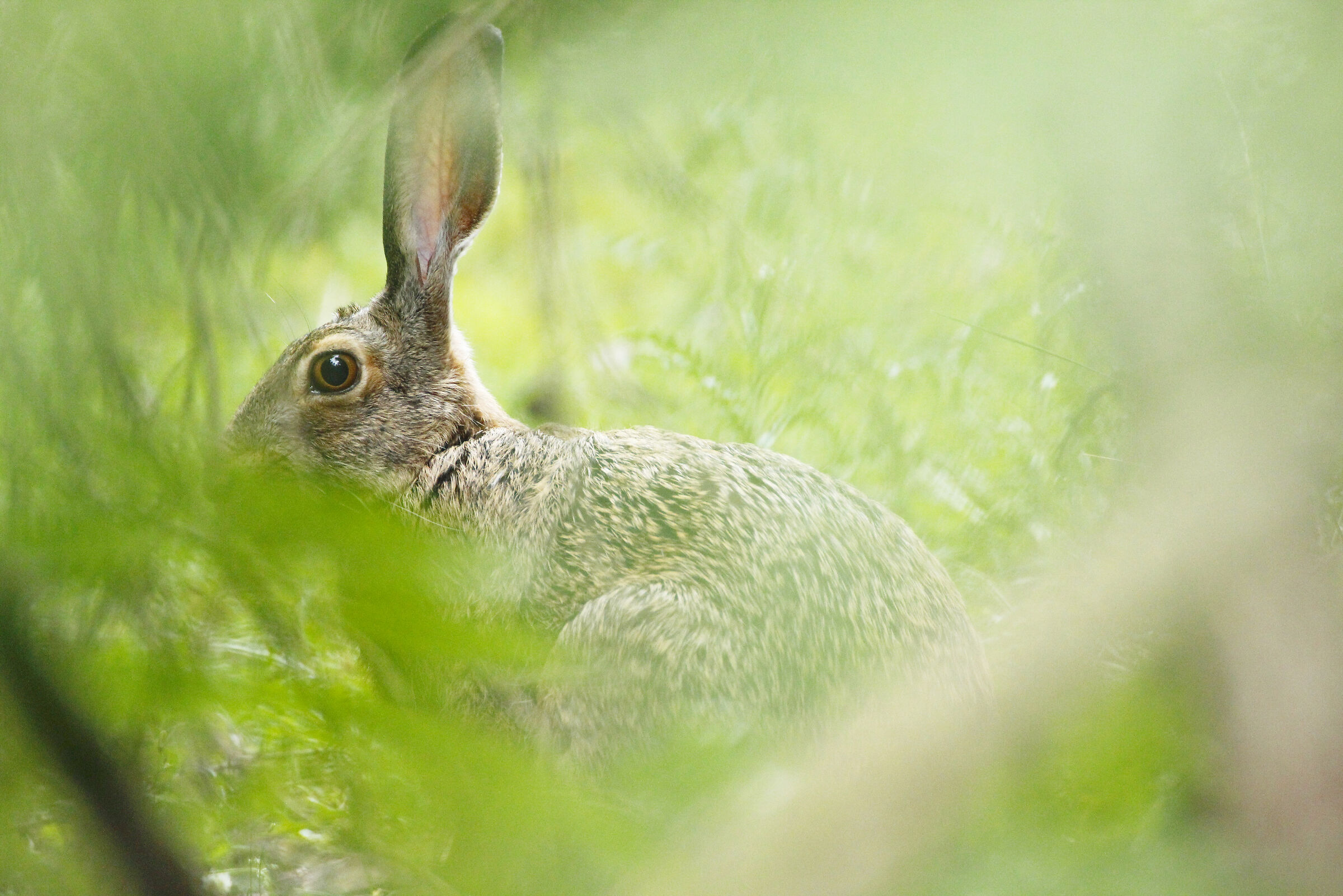 Common Hare...
