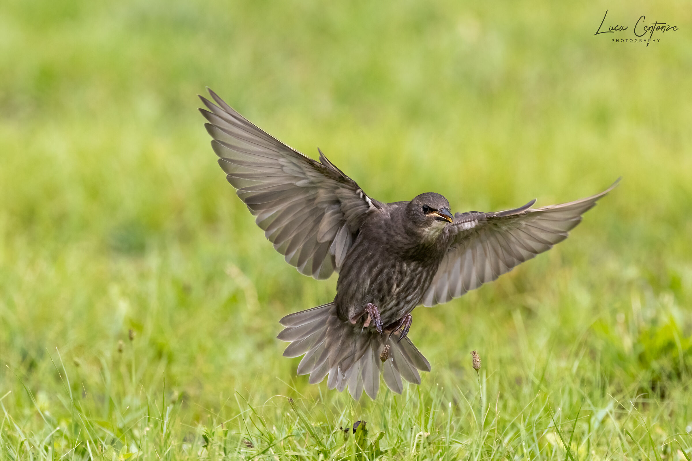 European common starling (Sturnus vulgaris)...