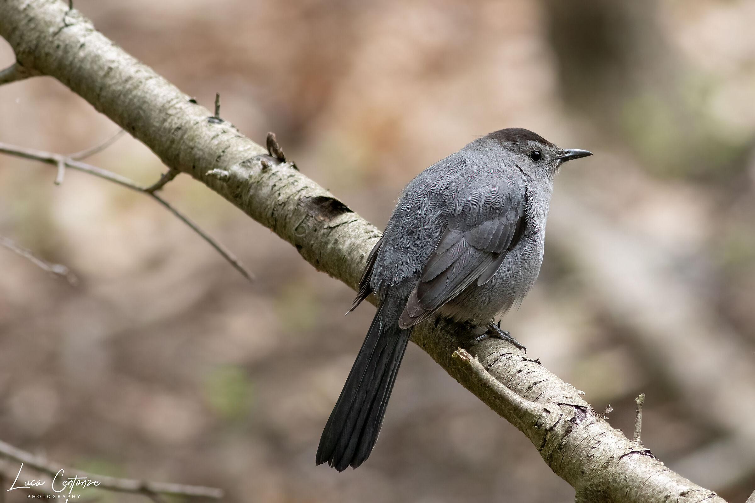 Gray Catbird (Dumetella carolinensis)...