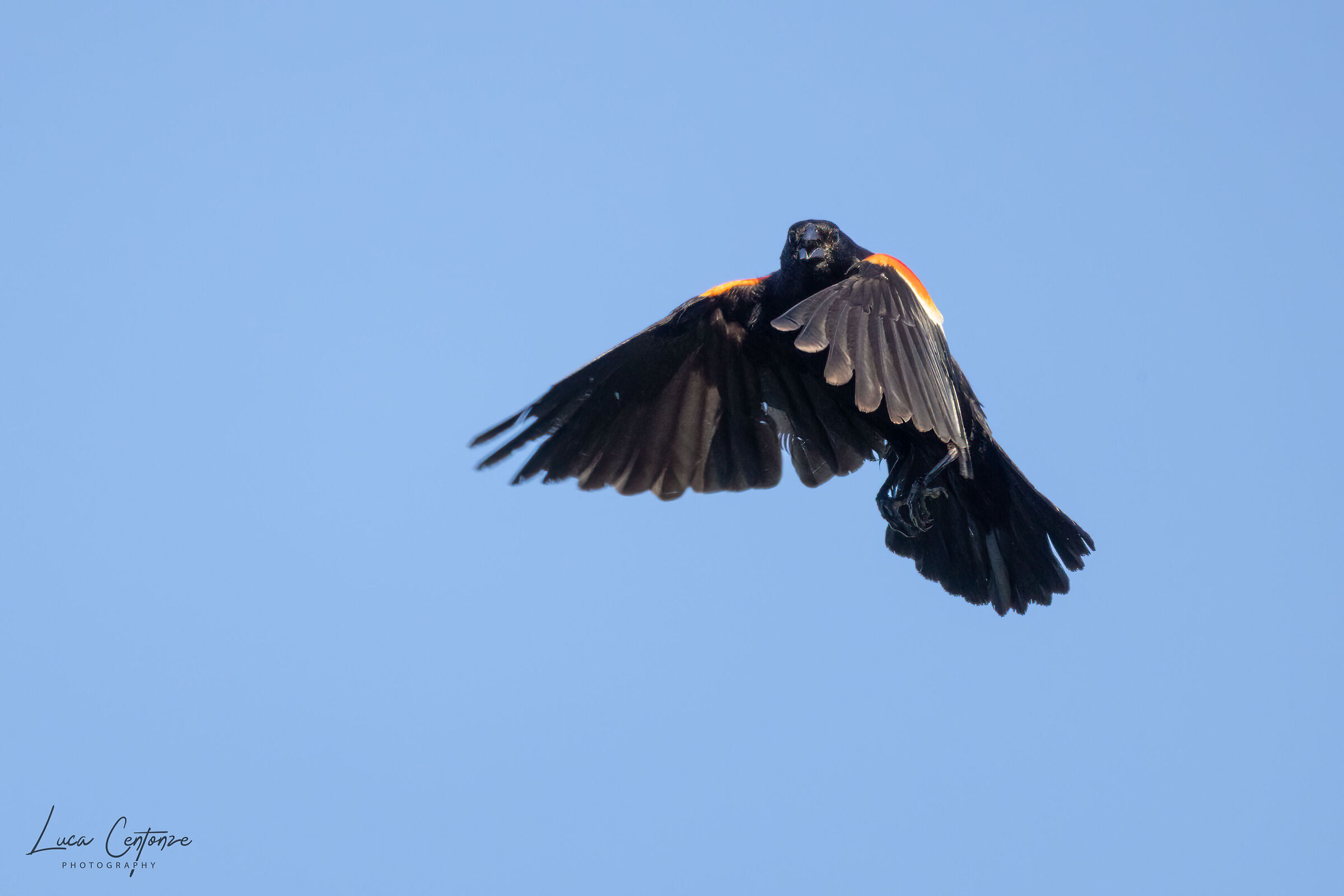 Red-winged Blackbird (Agelaius phoeniceus)...