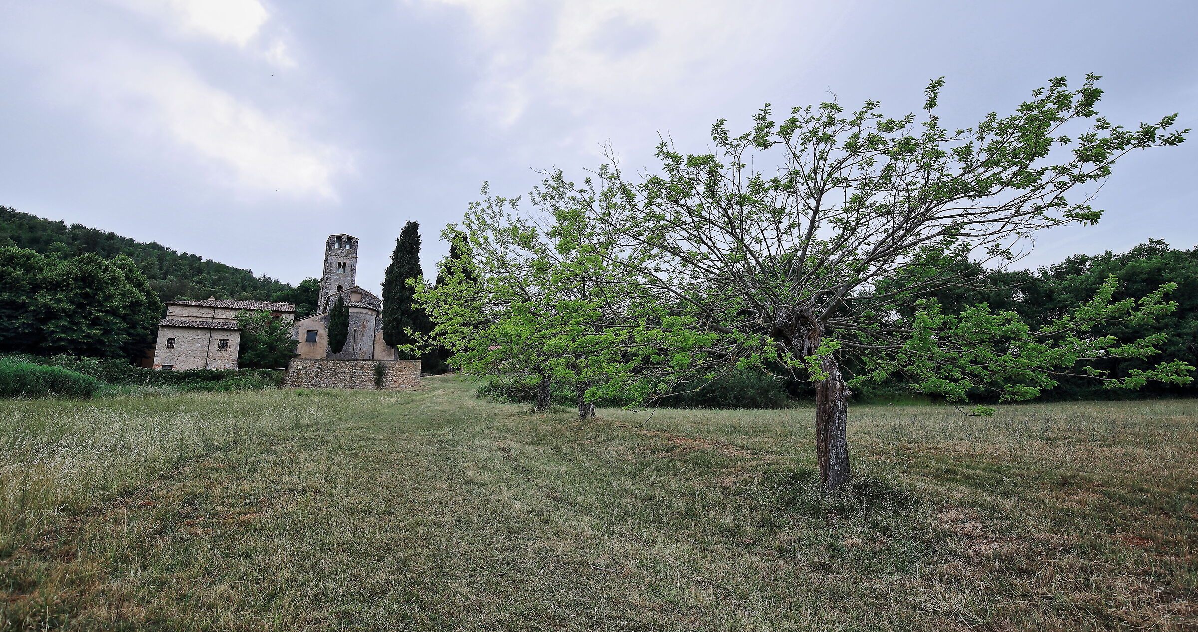 Pieve and mulberry on the Montagnola Senese...