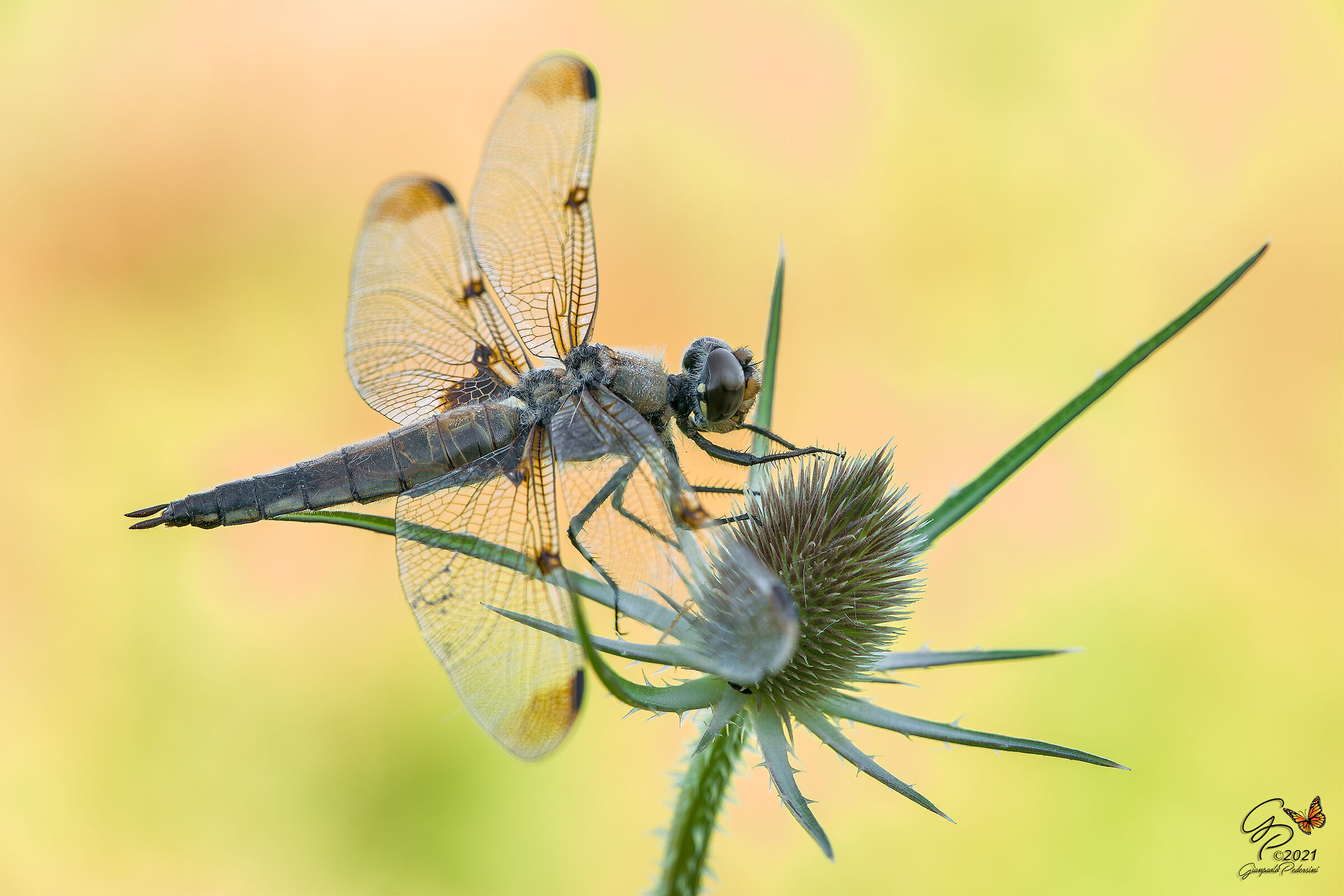 Dragonfly quadrimaculata...