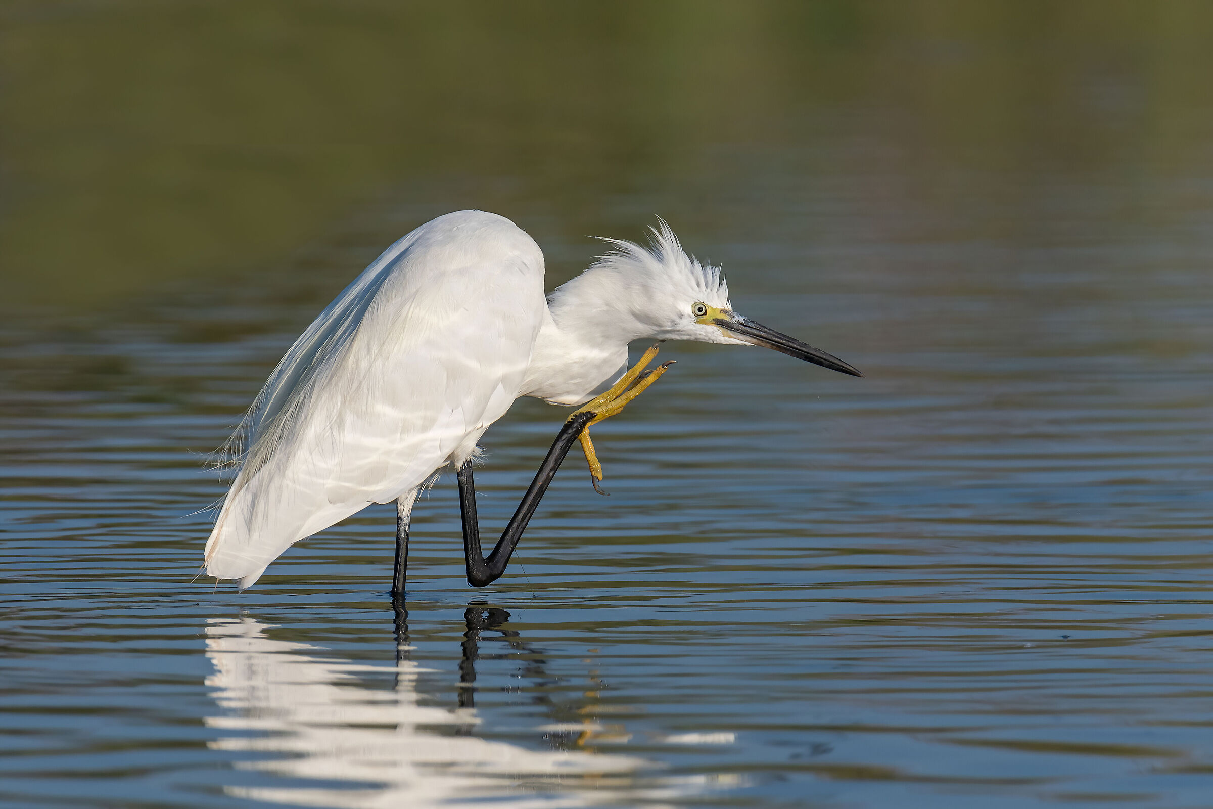 egret...