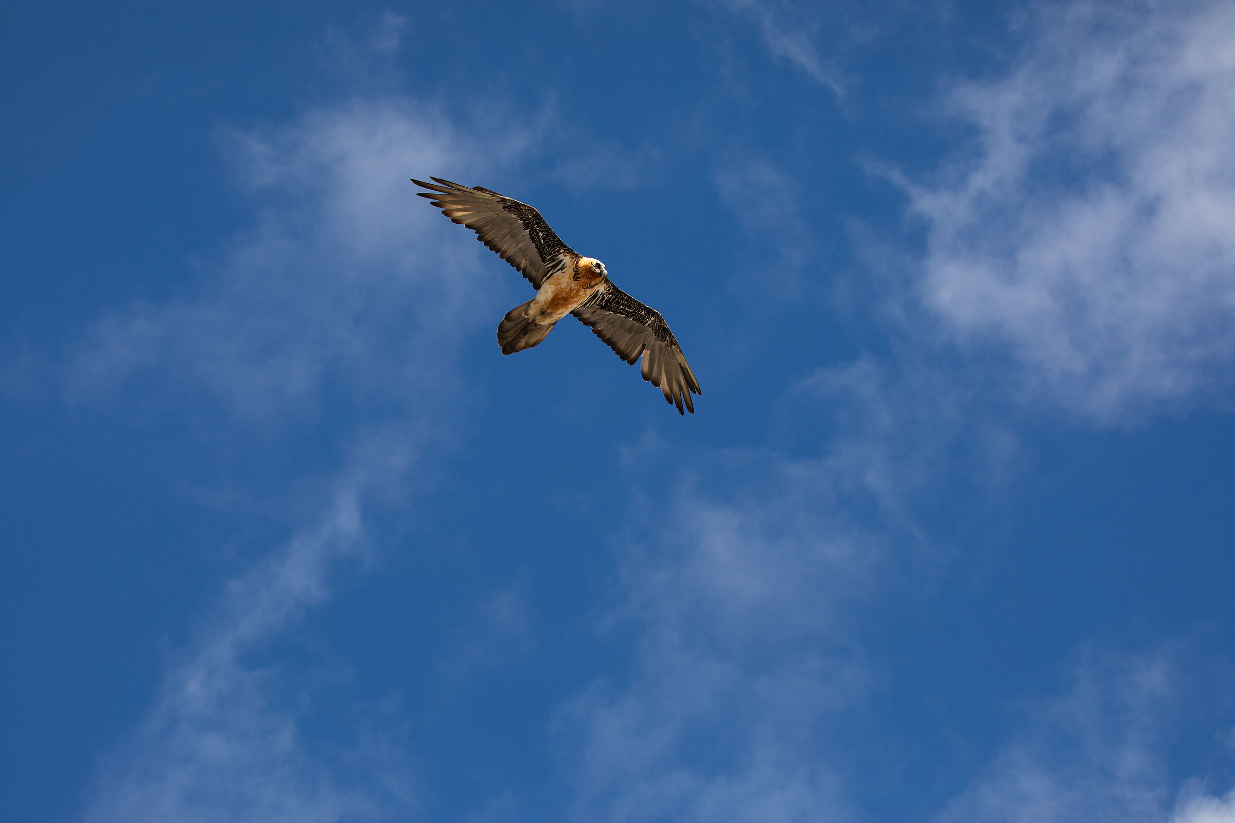 Freedom... (Bearded vulture-Gypaetus barbatus L.)...