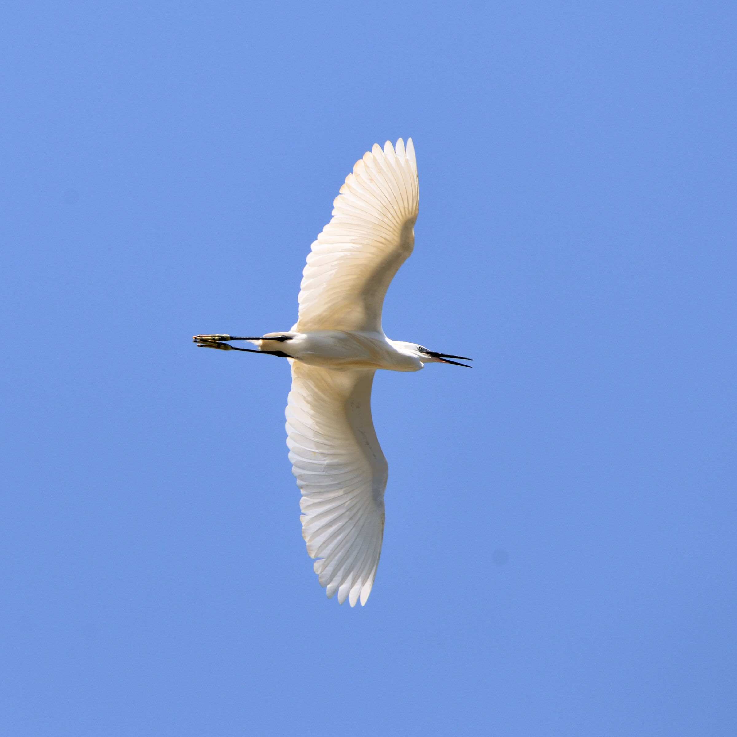 Egret flying over the Enza...