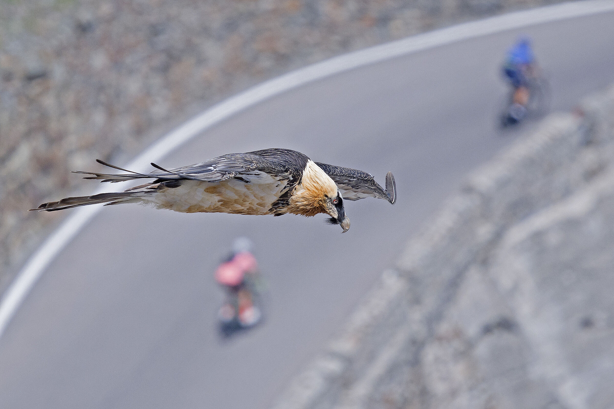 The Bearded Vulture of the Stelvio...